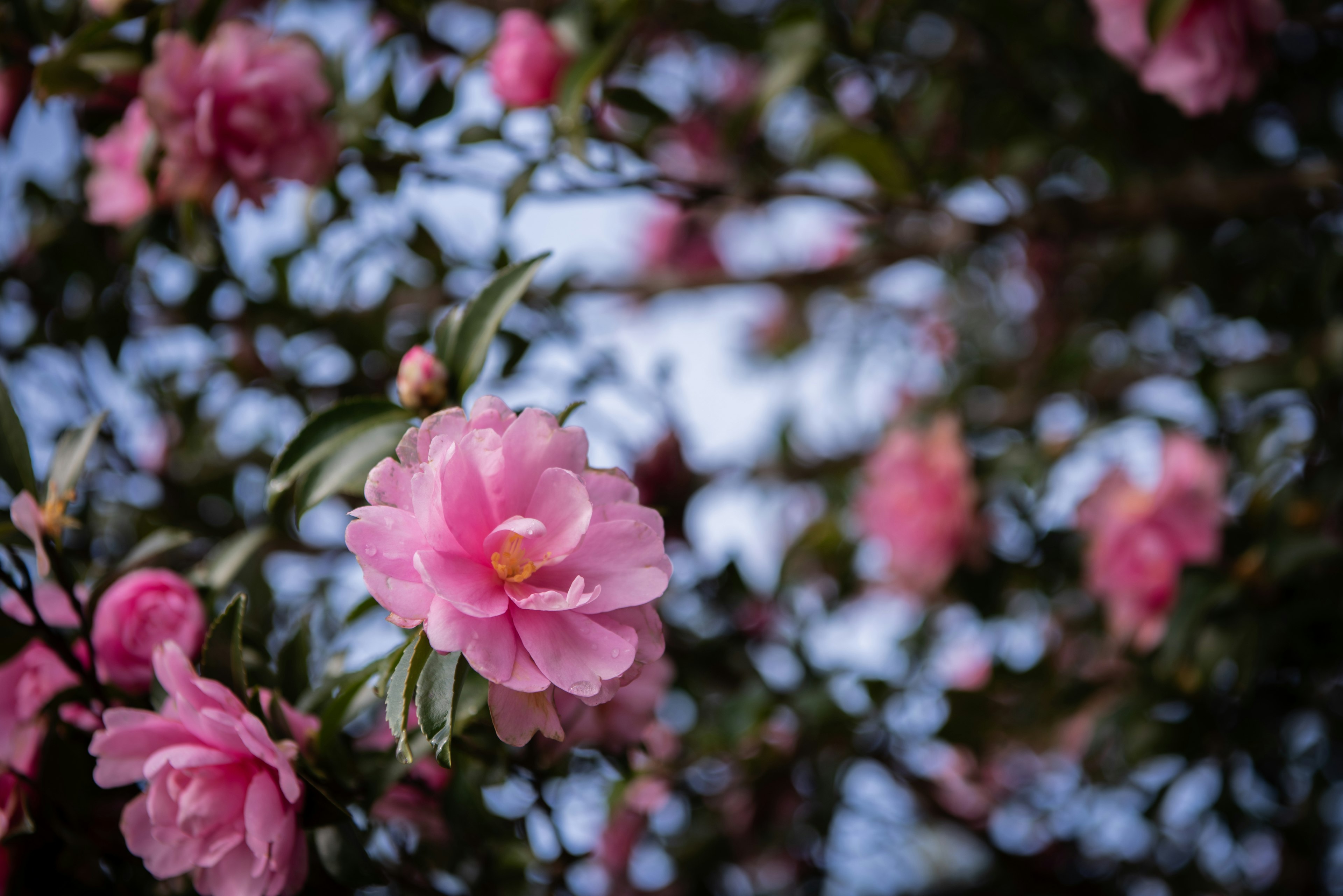 Nahaufnahme von rosa Blumen, die an einem Baumzweig blühen