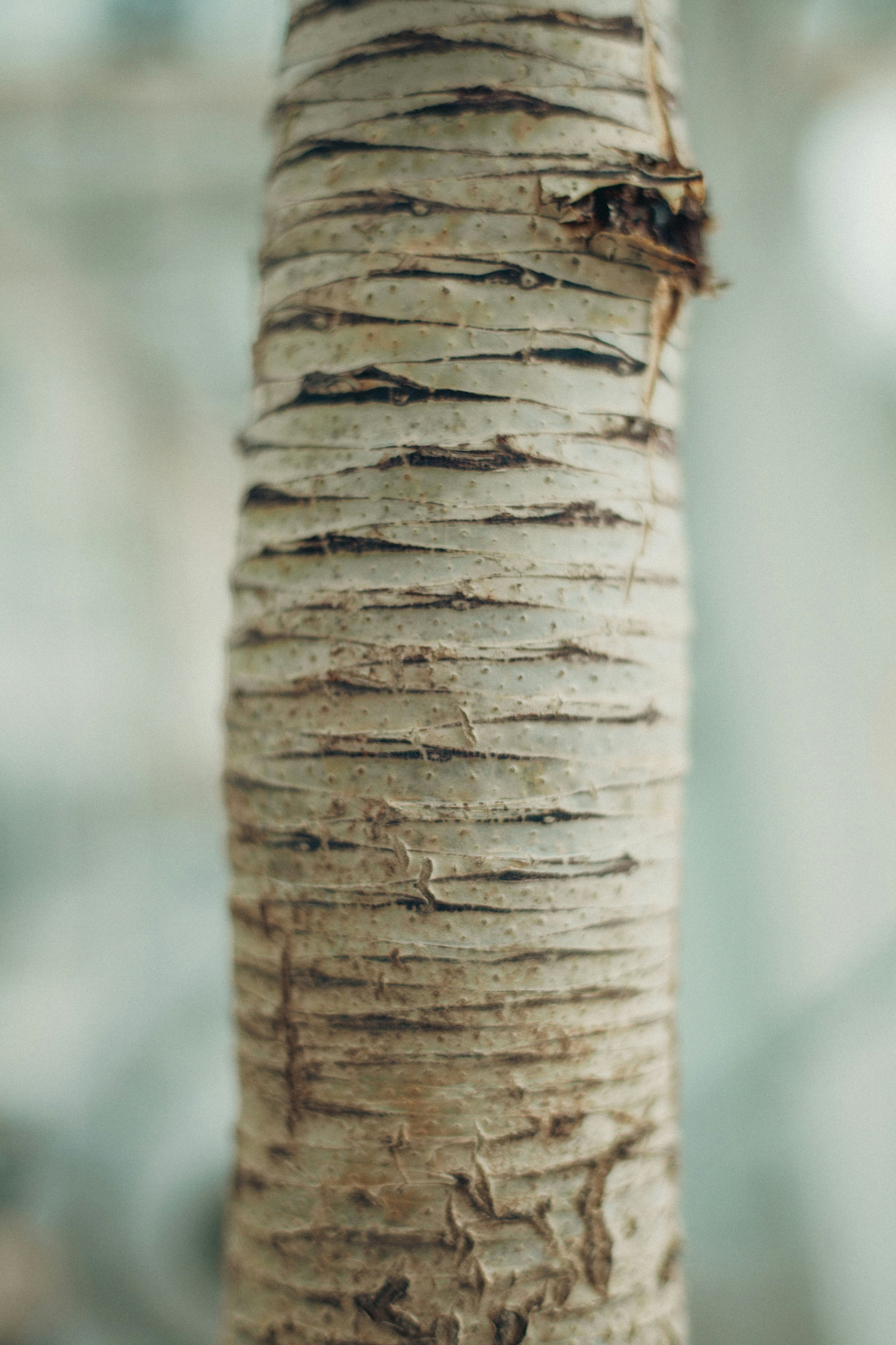 Close-up of a tree trunk showcasing detailed patterns and texture