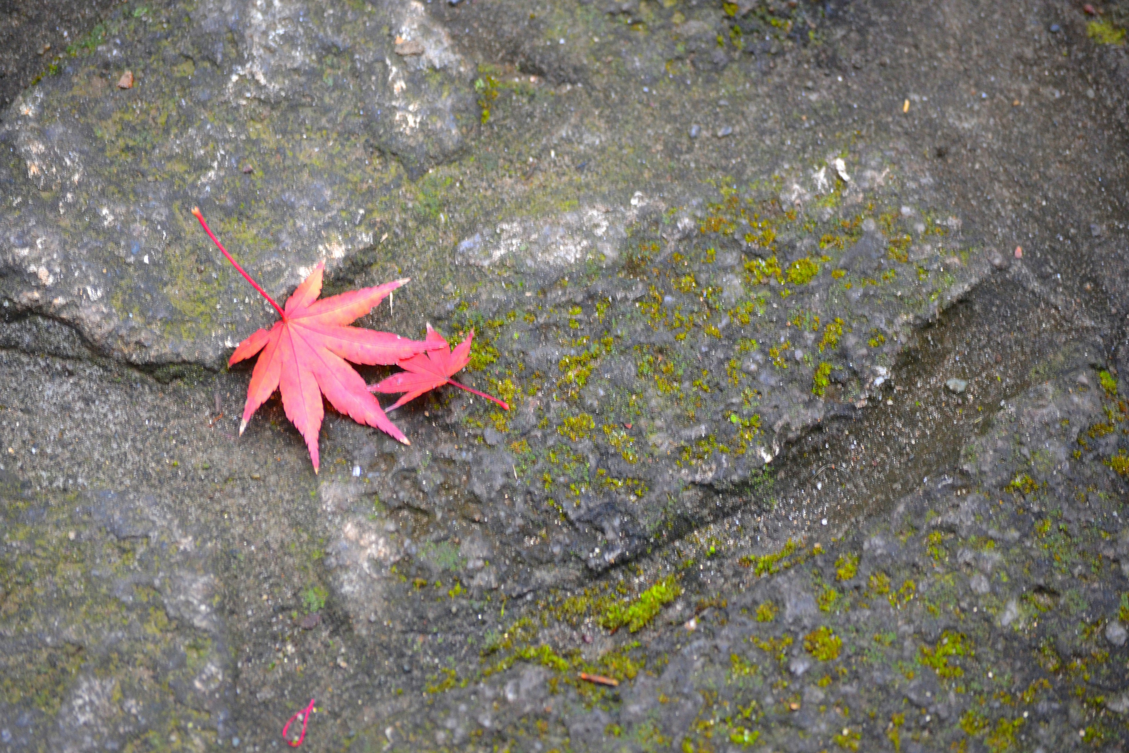 一片紅楓葉 resting 在長滿苔蘚的石頭上