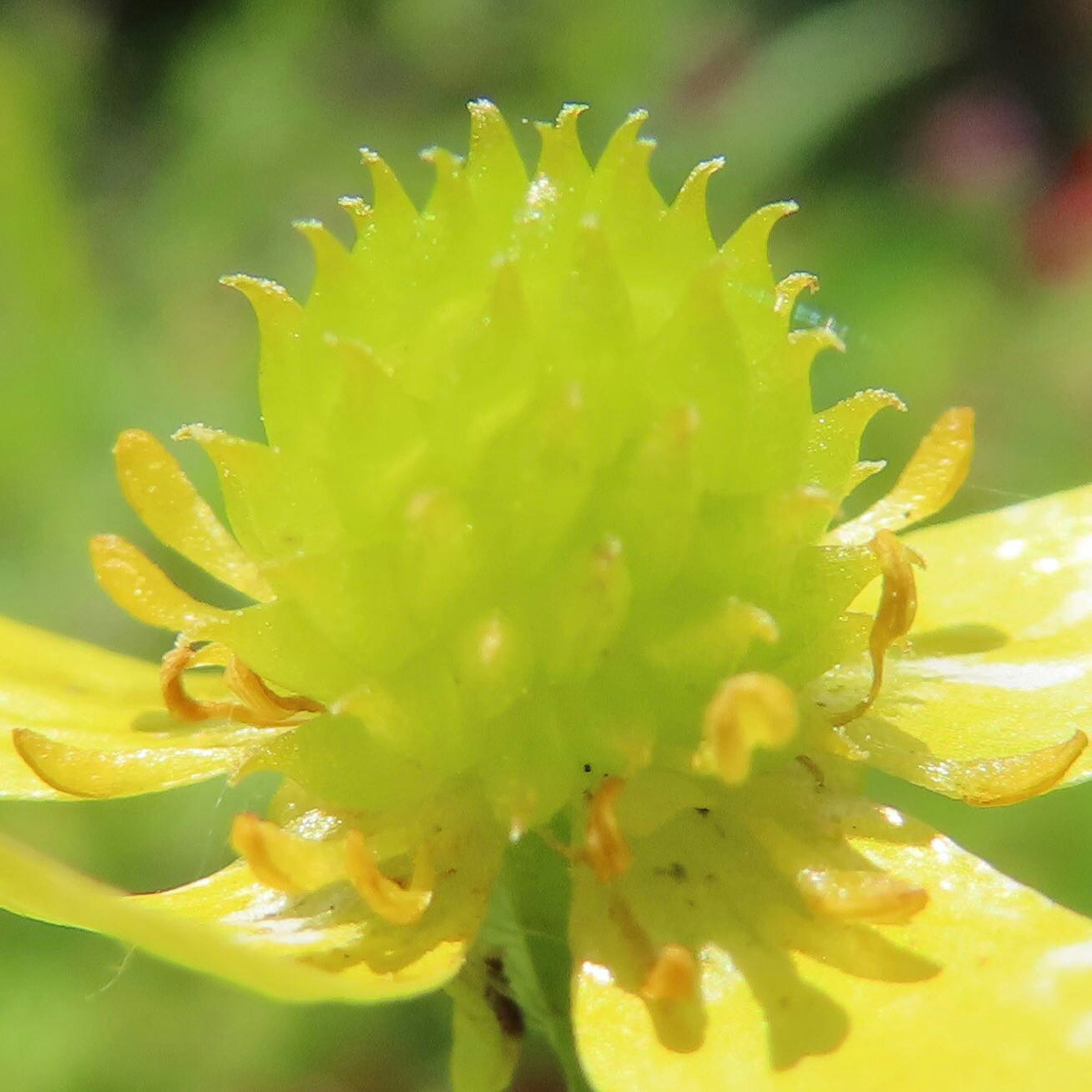 Centro di fiore verde brillante con petali gialli di una pianta unica