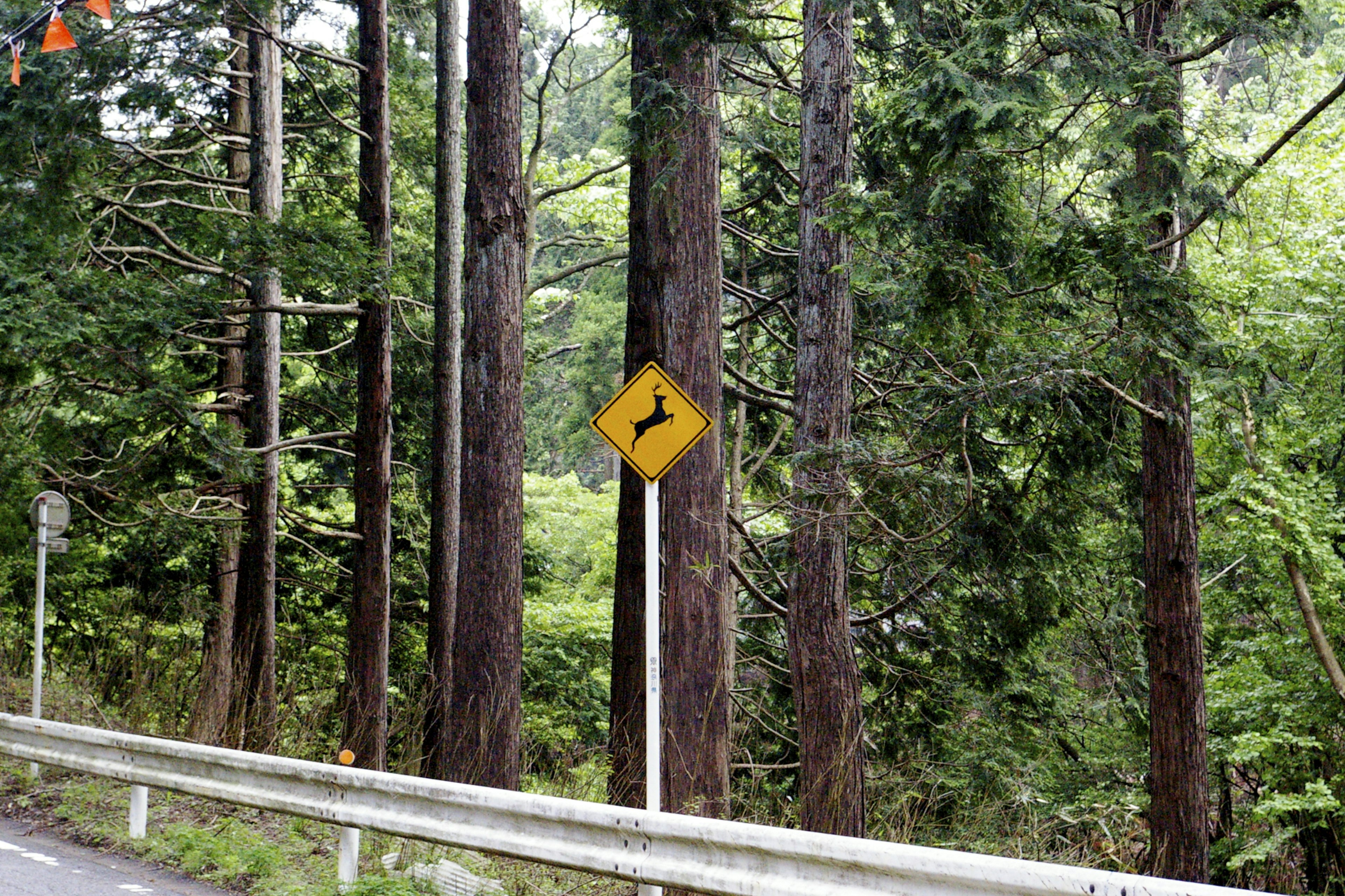 Deer crossing sign next to a road surrounded by tall trees and lush greenery