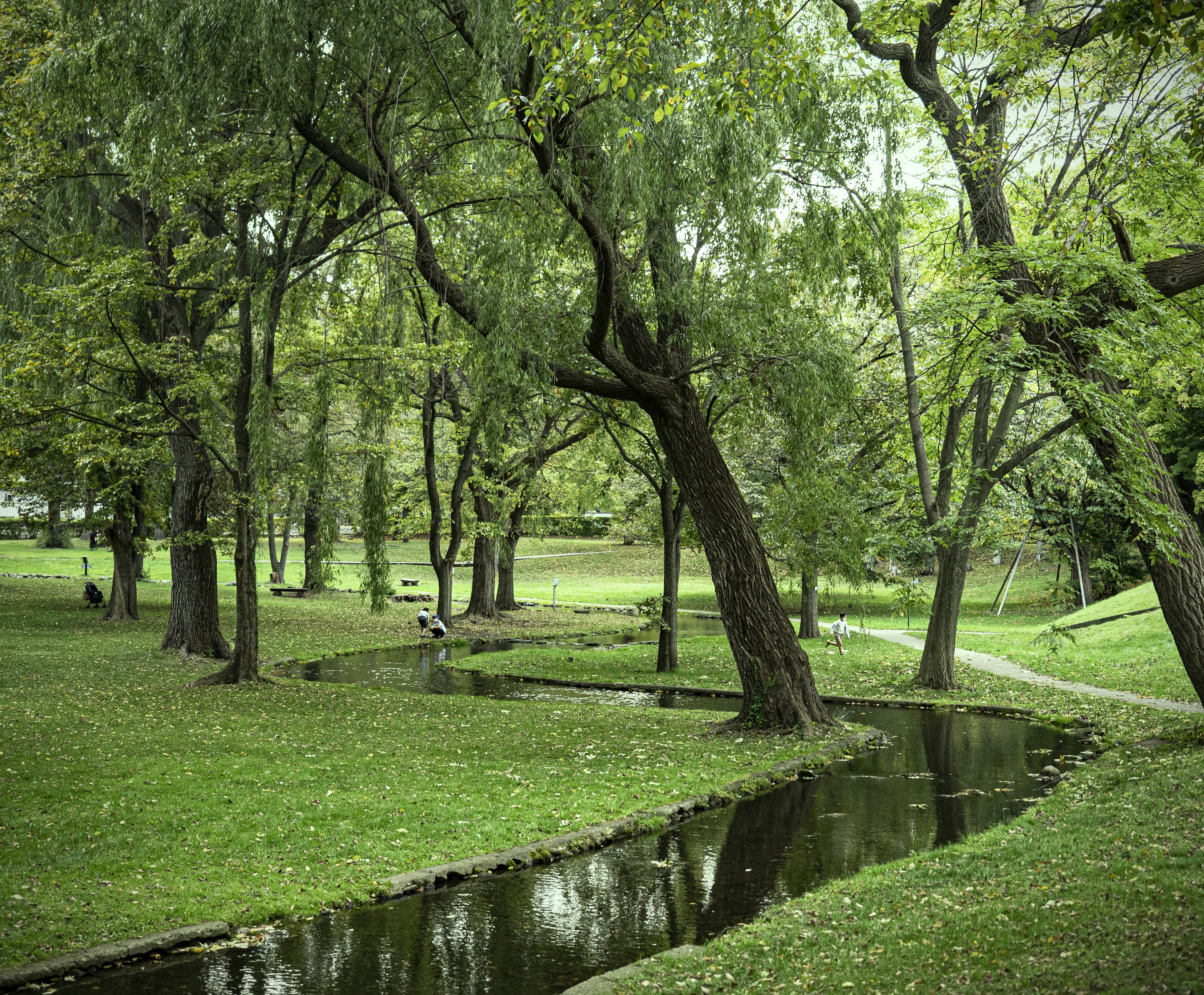 Lush green park with a stream flowing through trees