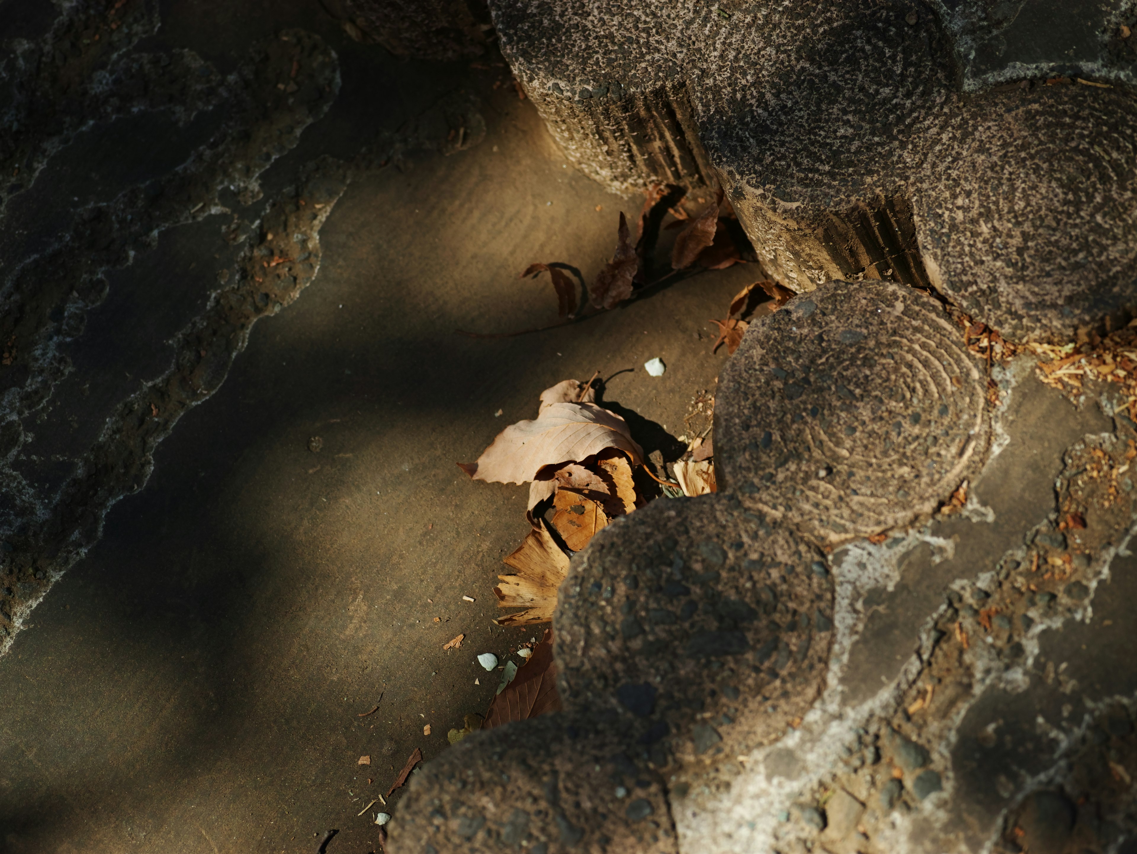 Close-up of ground with circular stones and leaves