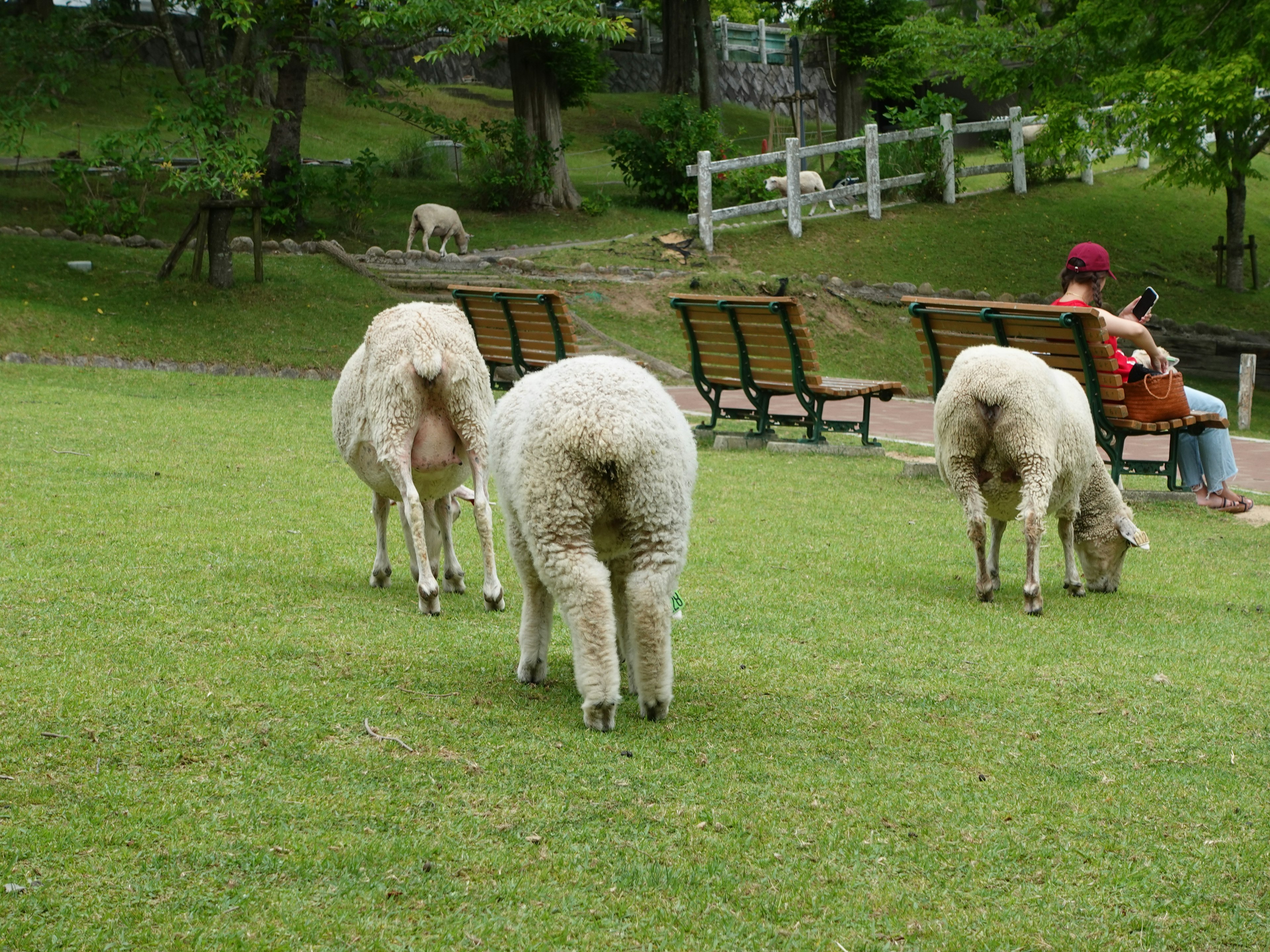 一群羊在公園裡吃草，旁邊有一個人坐在長椅上