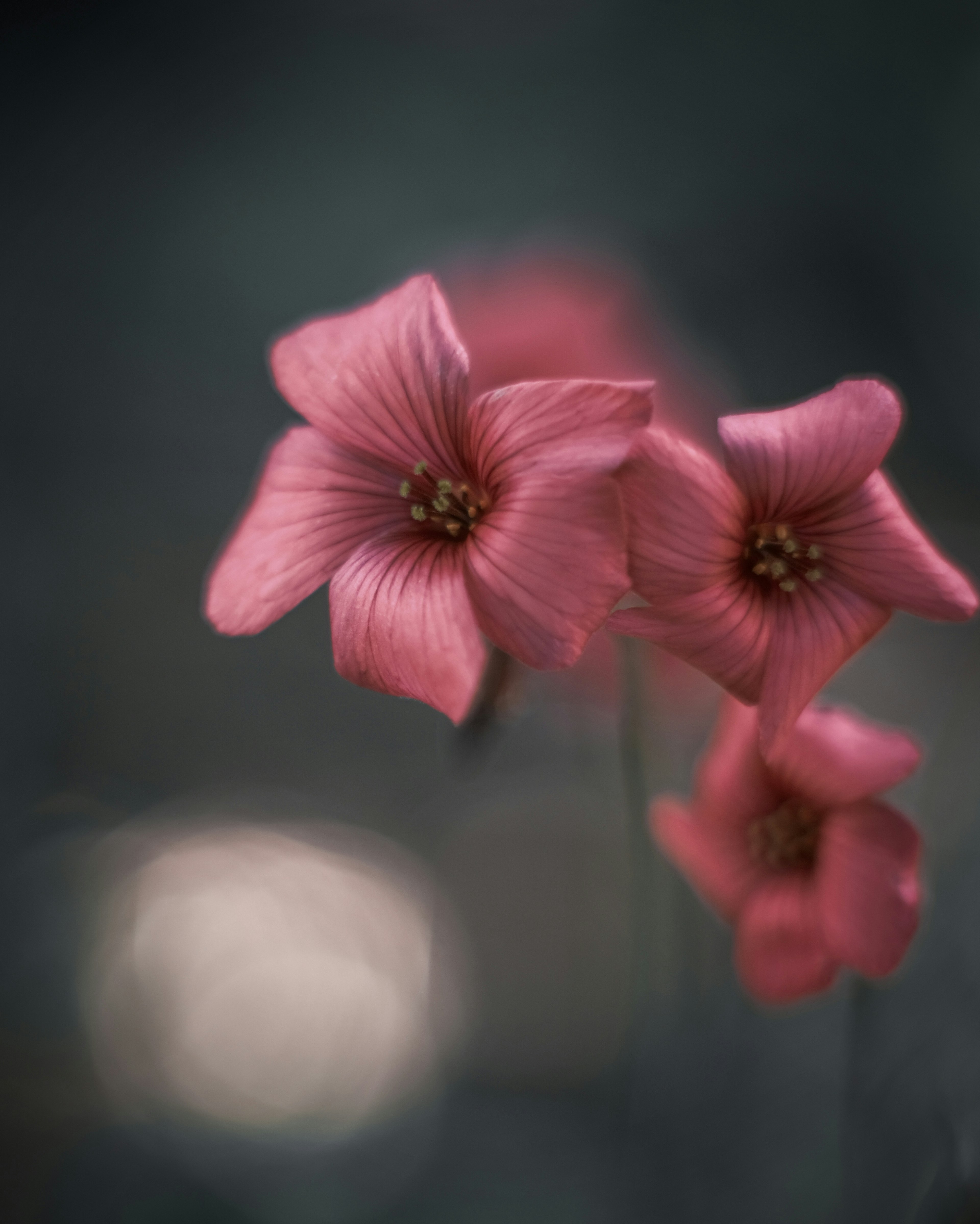 淡いピンクの花がぼんやりとした背景に浮かんでいる