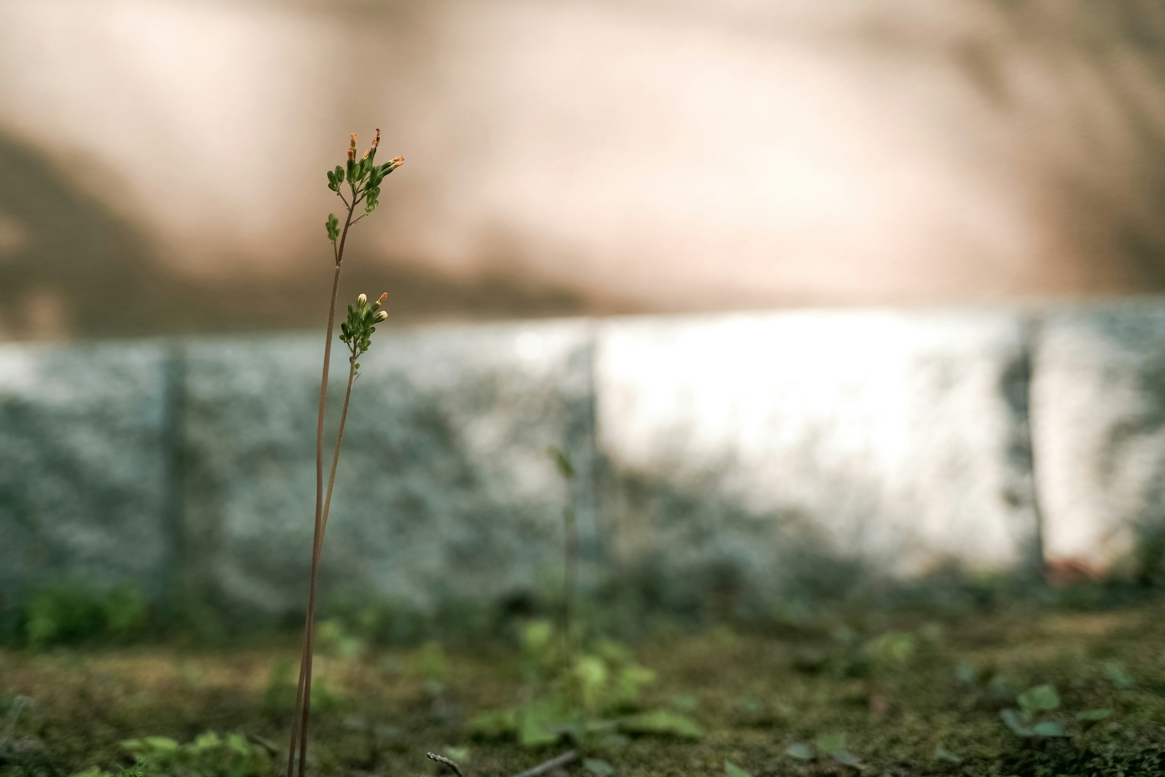 Una pequeña planta creciendo del suelo con una pared de piedra al fondo