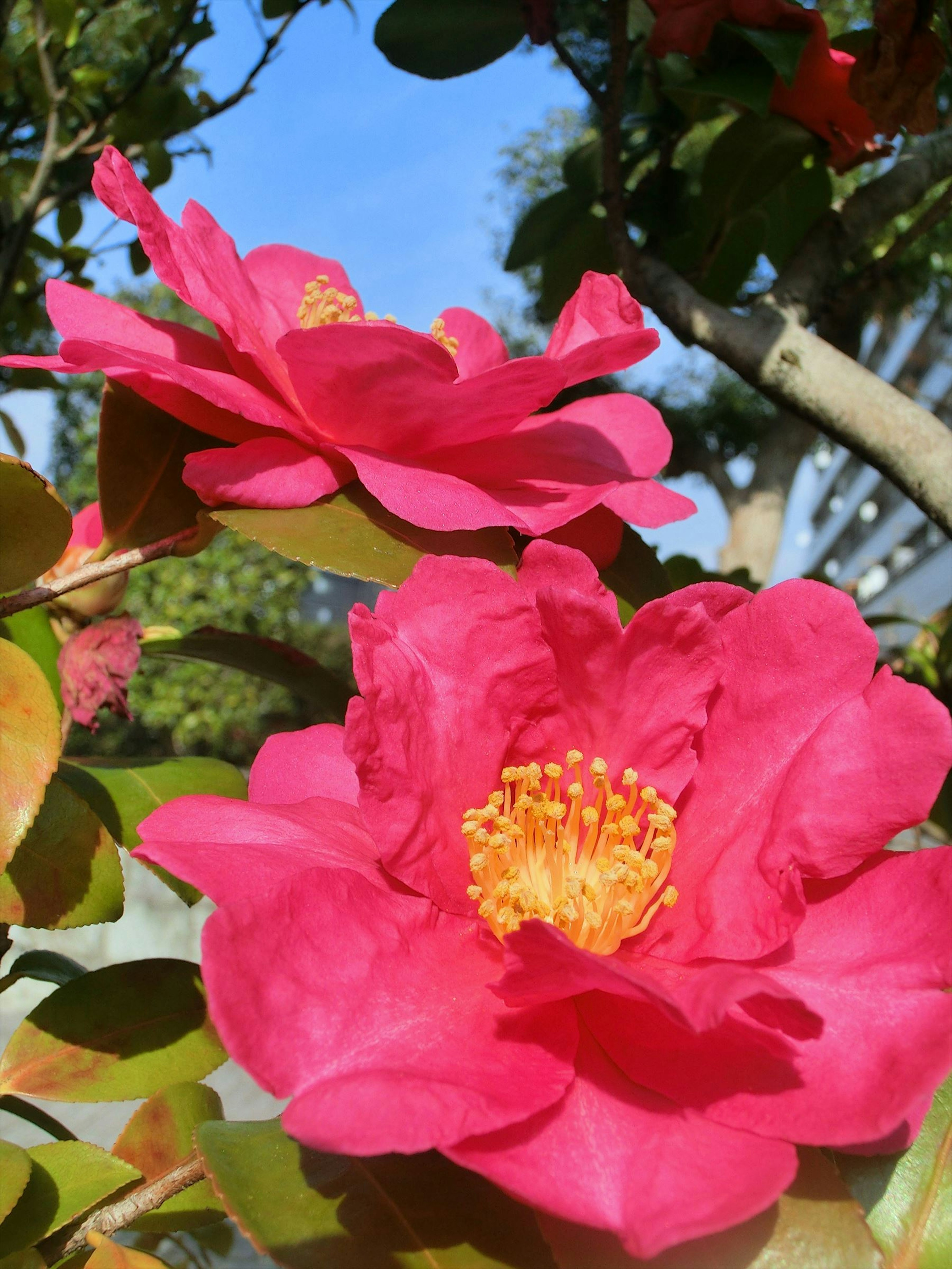 Vibrant pink camellia flowers in bloom