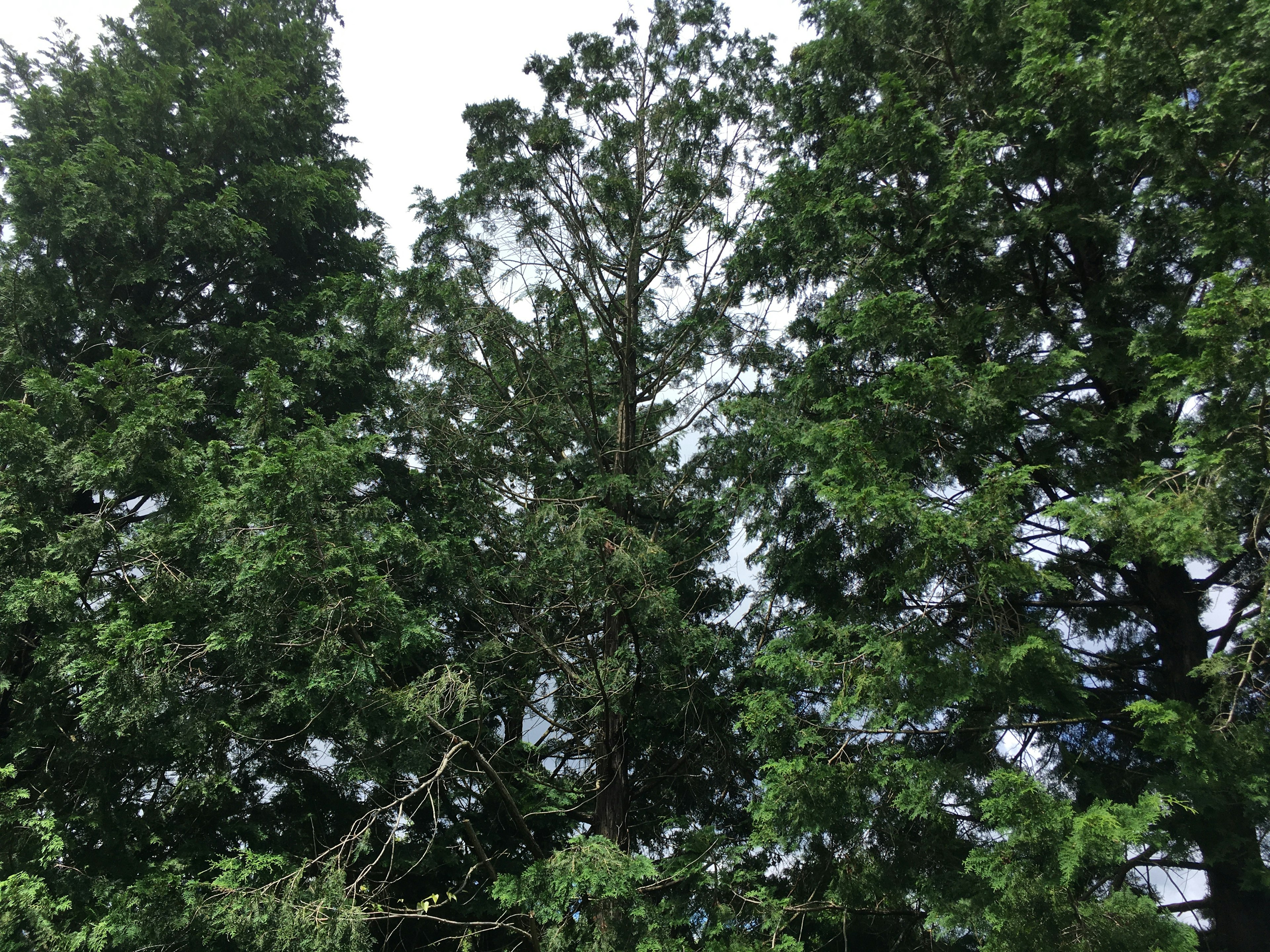 Lush green trees standing tall under a cloudy sky