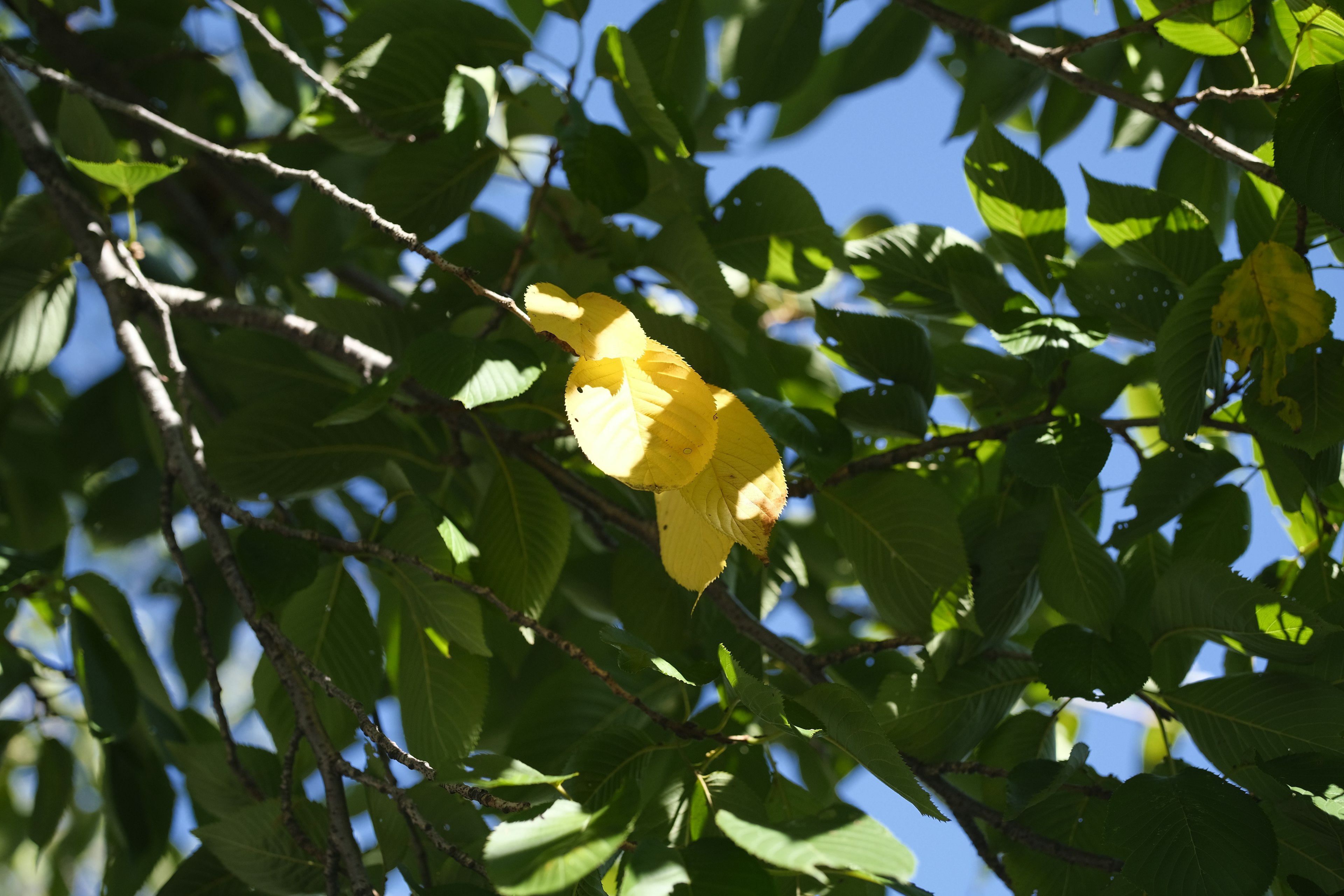 Yellow flower blooming among green leaves under blue sky