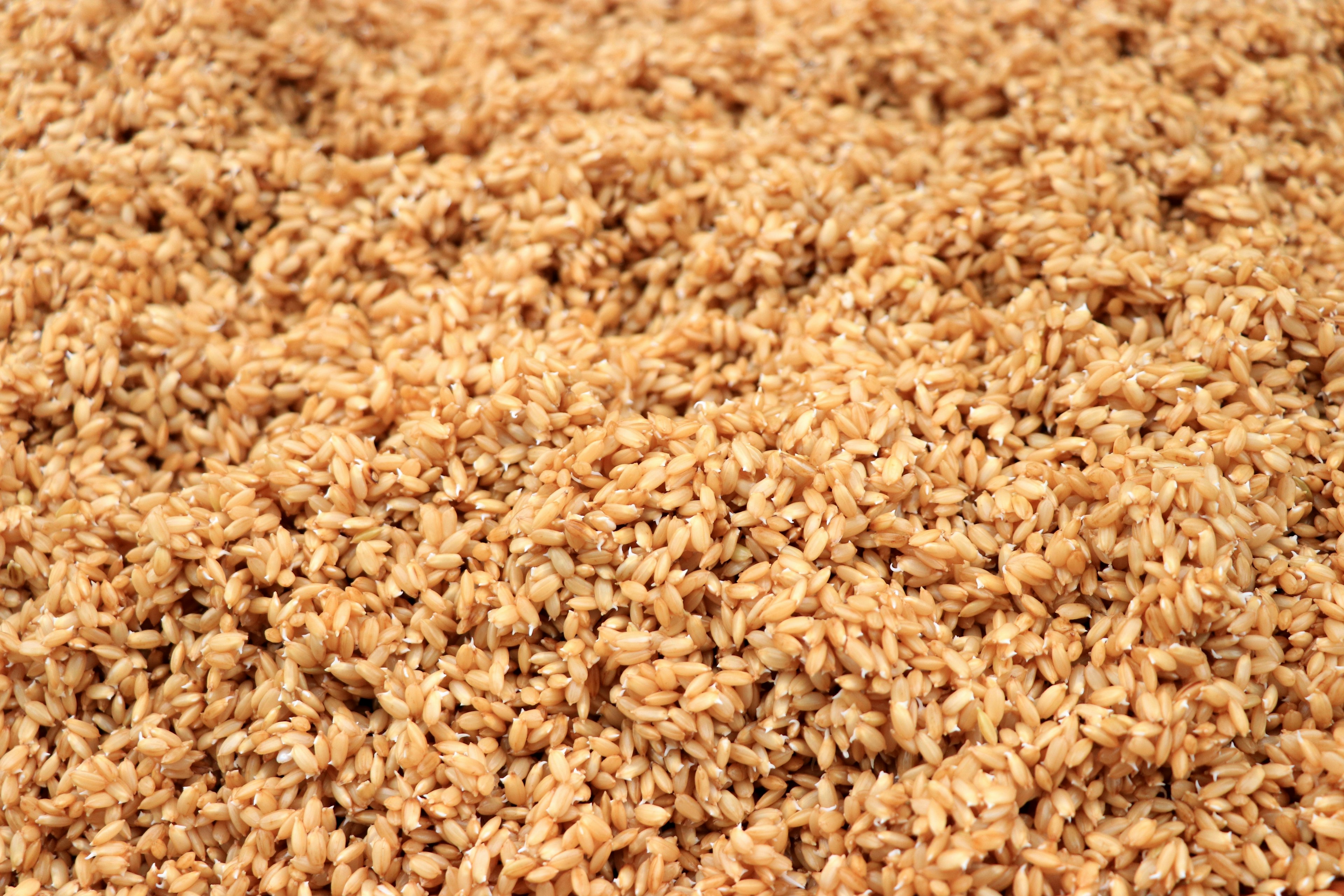 A close-up of brown rice grains scattered on a surface