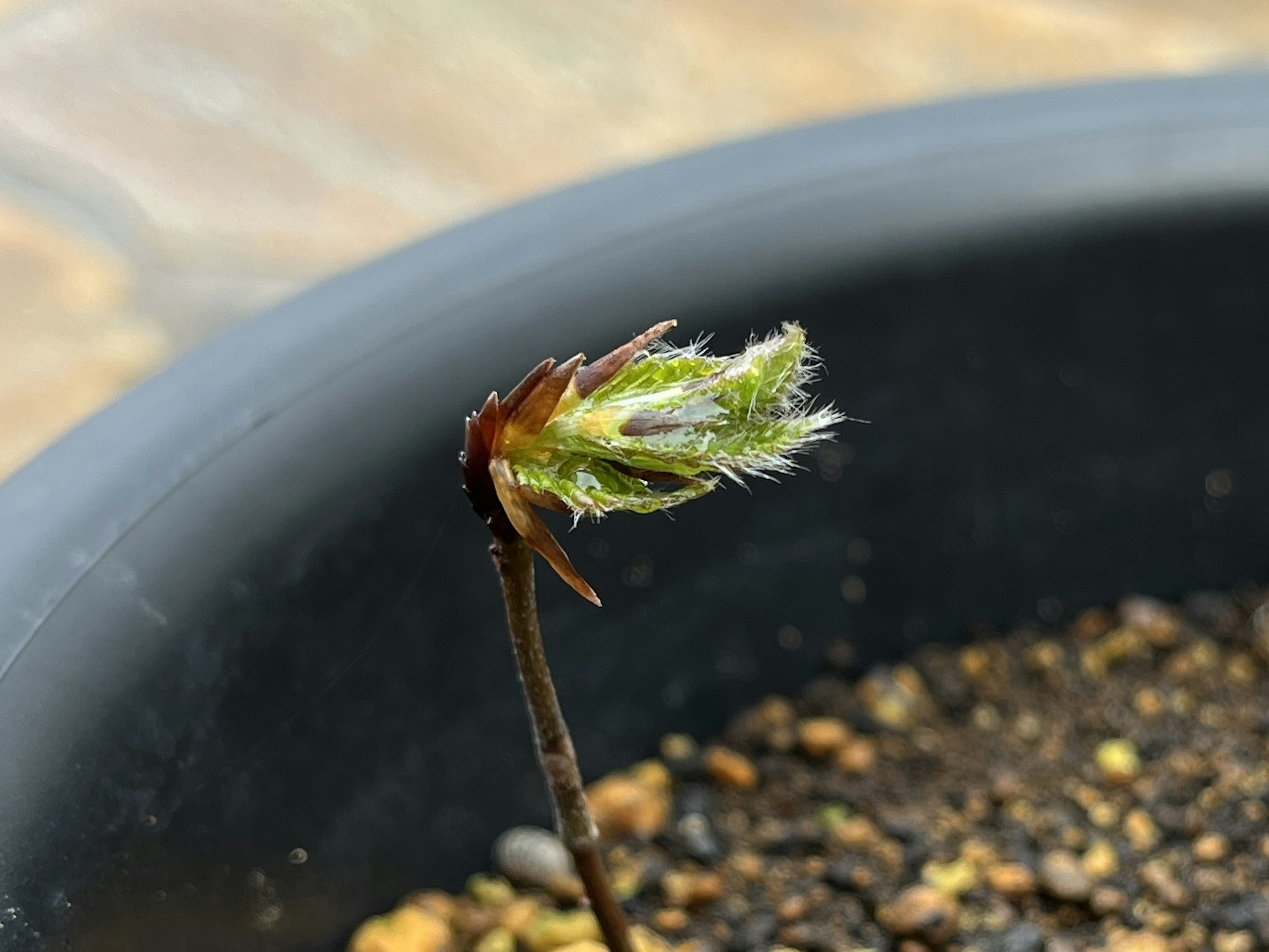 Close-up of a sprouting plant with green leaves