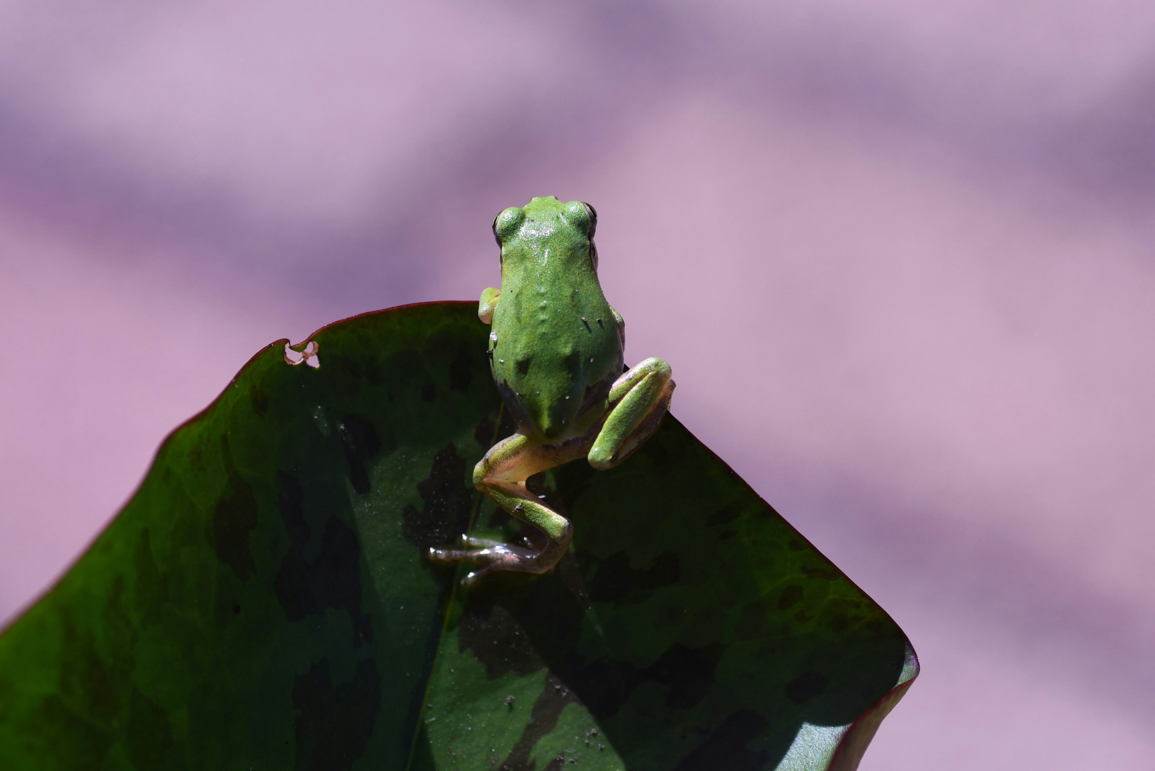 Close-up katak hijau duduk di atas daun