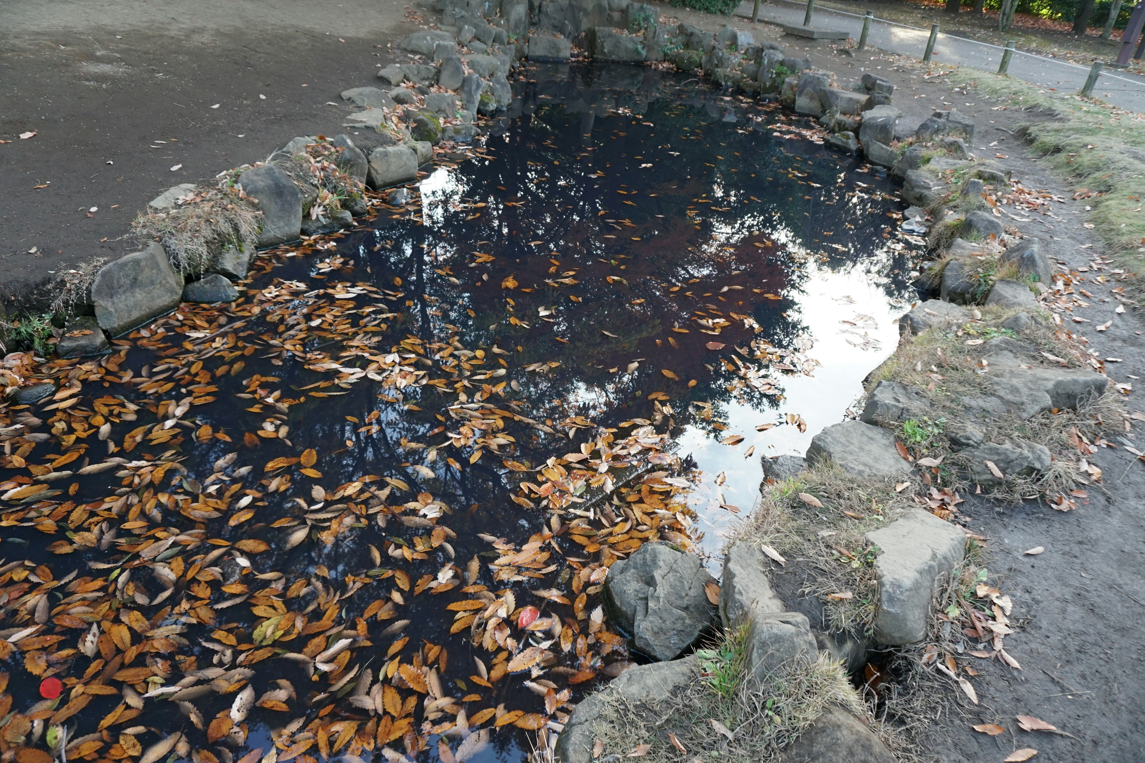 落ち葉が浮かぶ静かな池の風景で石の縁が見える