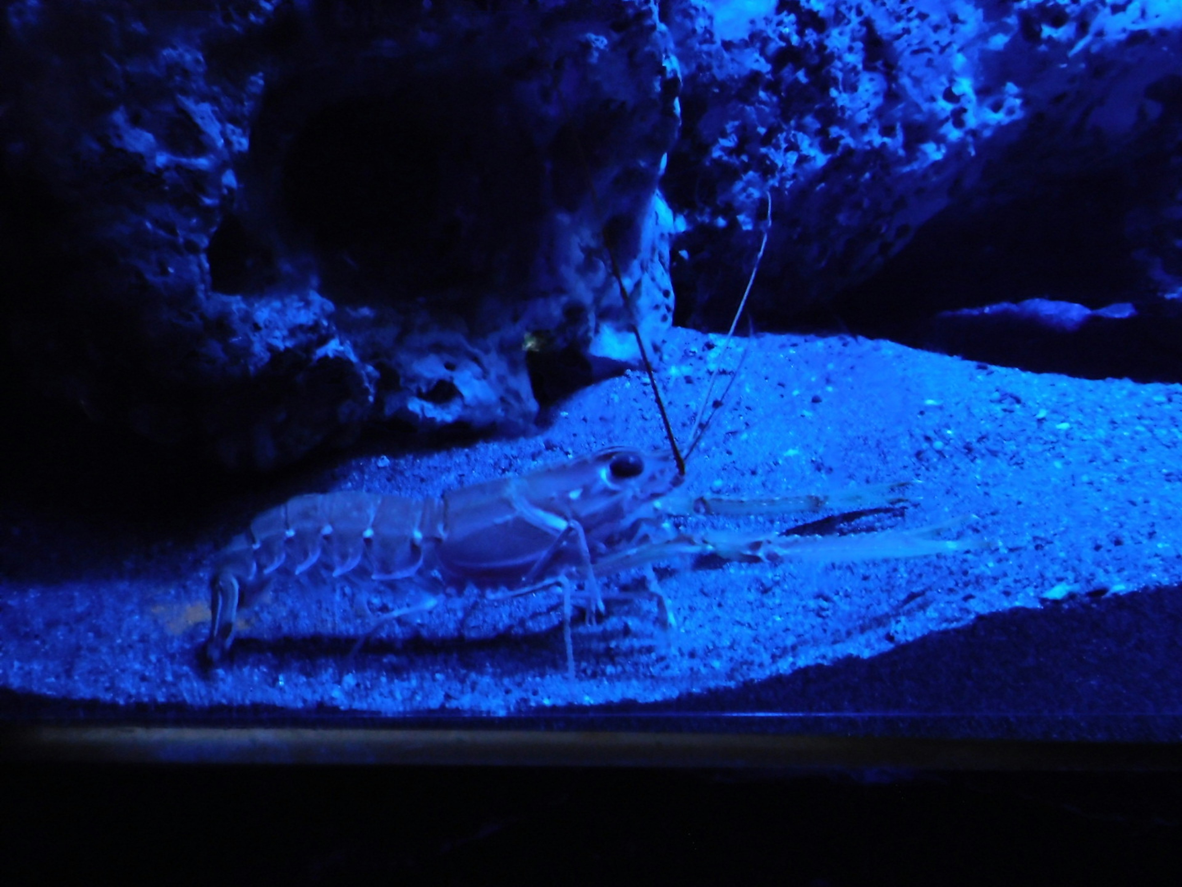 Langosta en un acuario iluminado de azul sobre arena