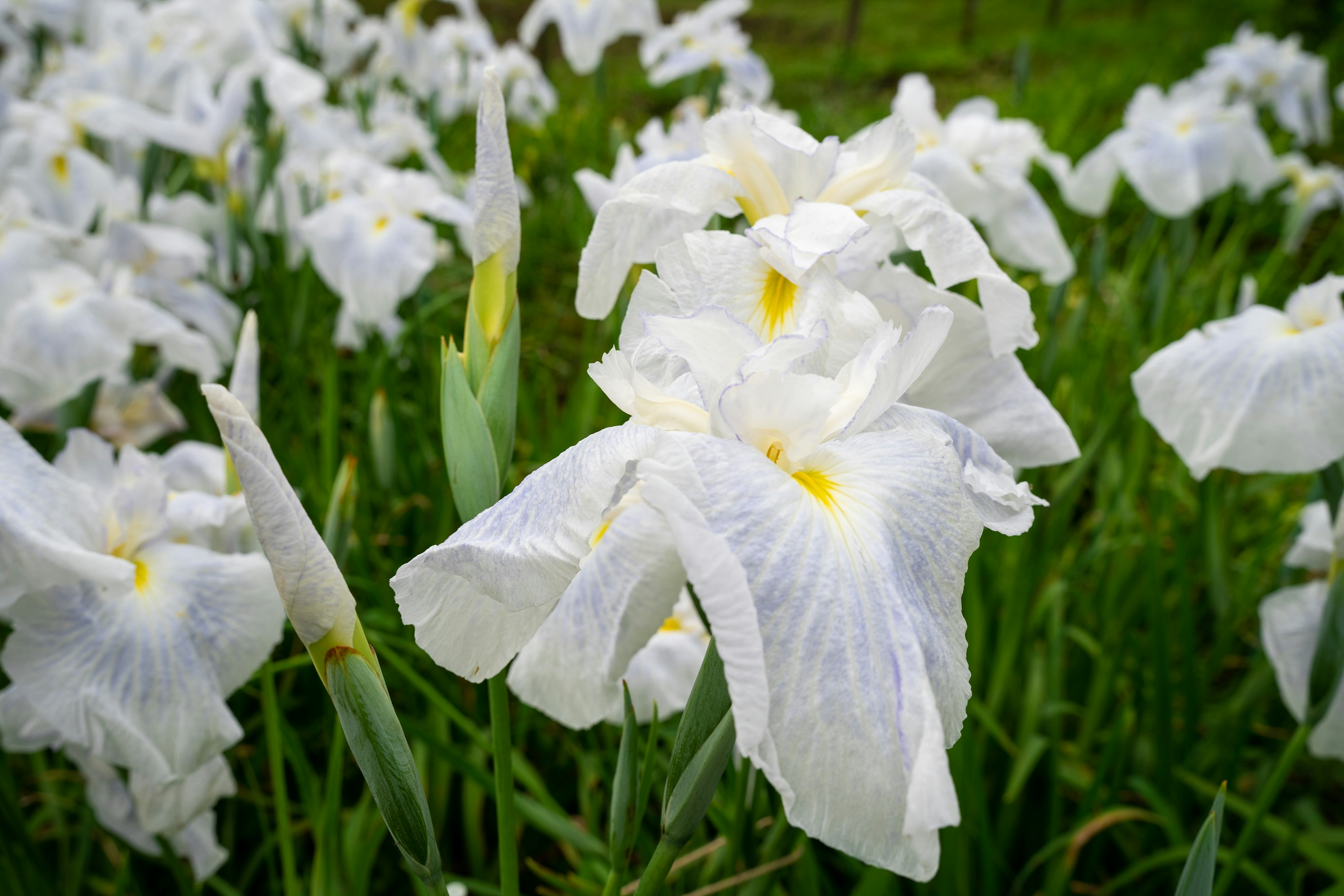 白いアイリスの花が緑の草の中に咲いている