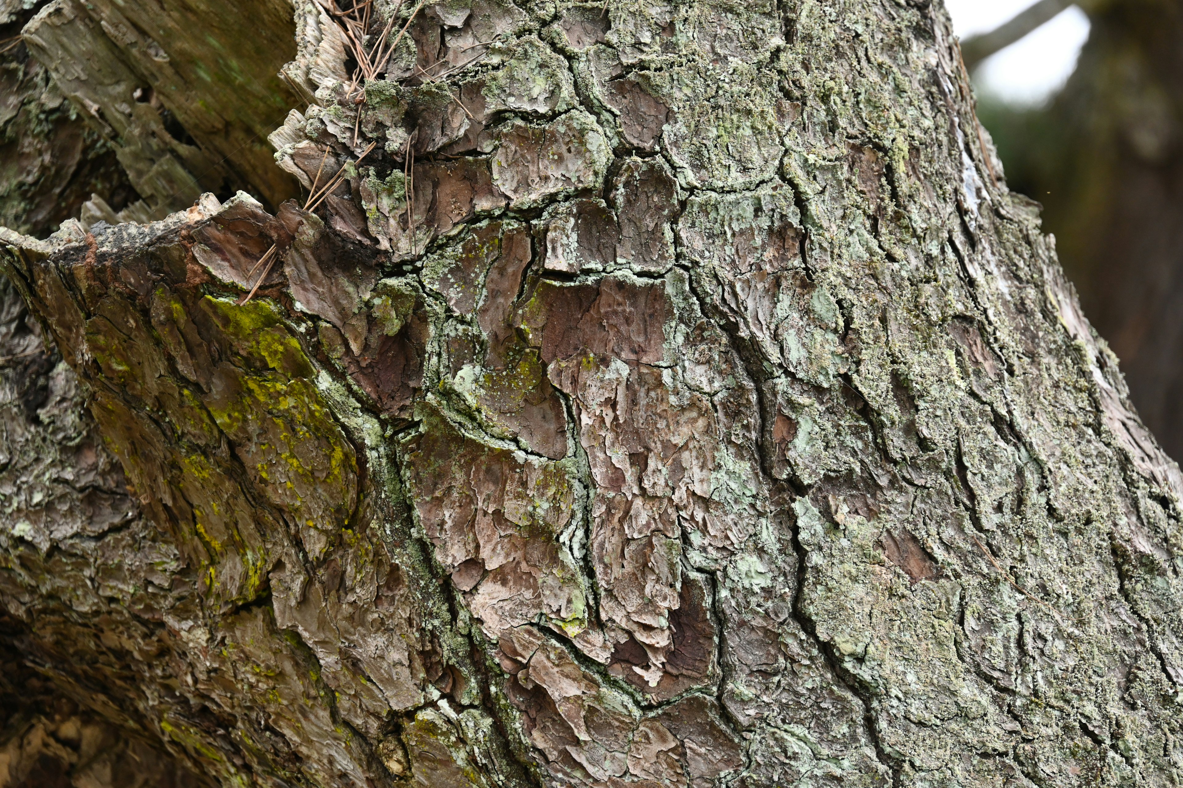 Testura e colore dettagliati della corteccia dell'albero