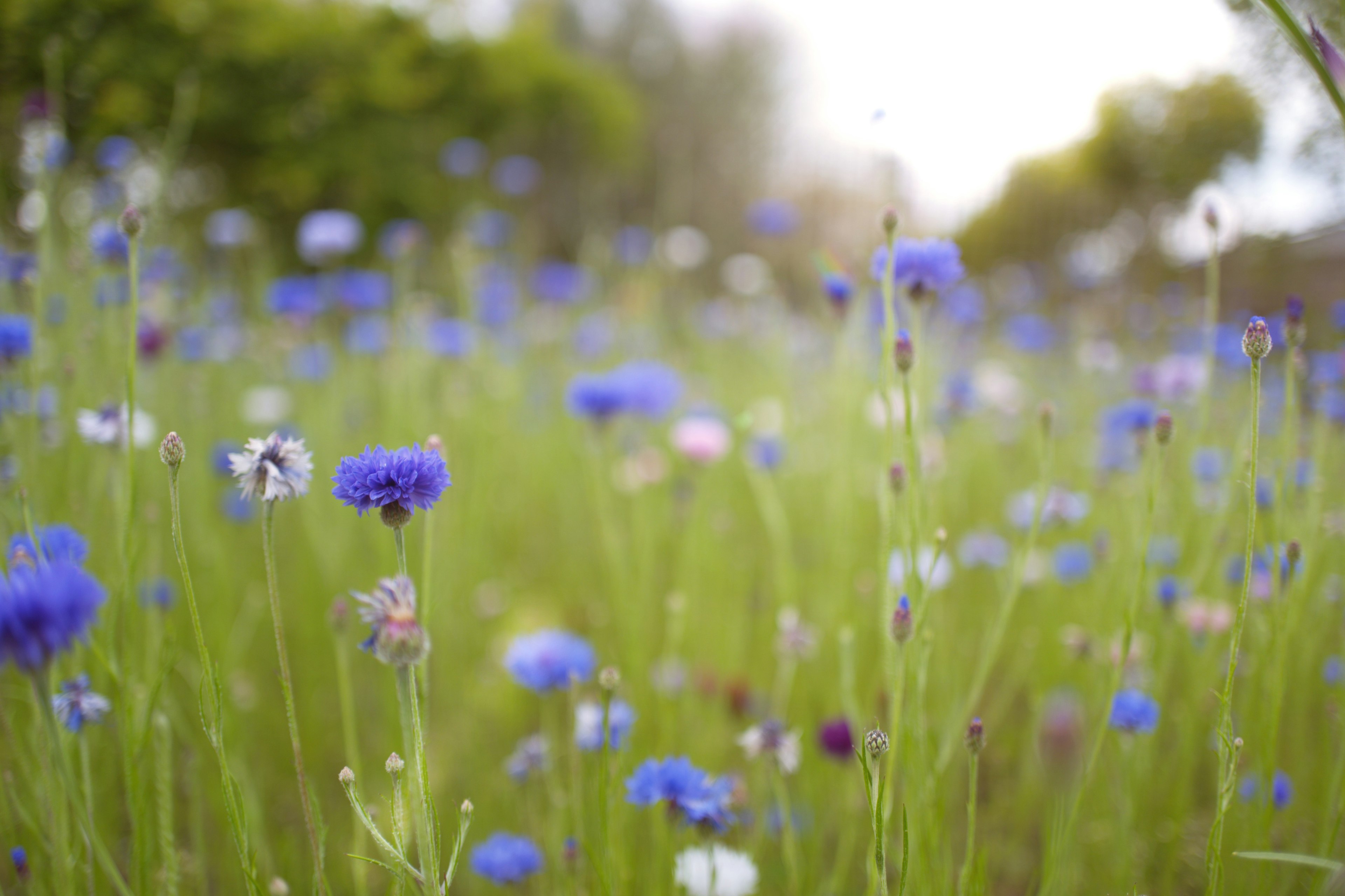 Ein Feld mit blühenden blauen Blumen umgeben von Grün