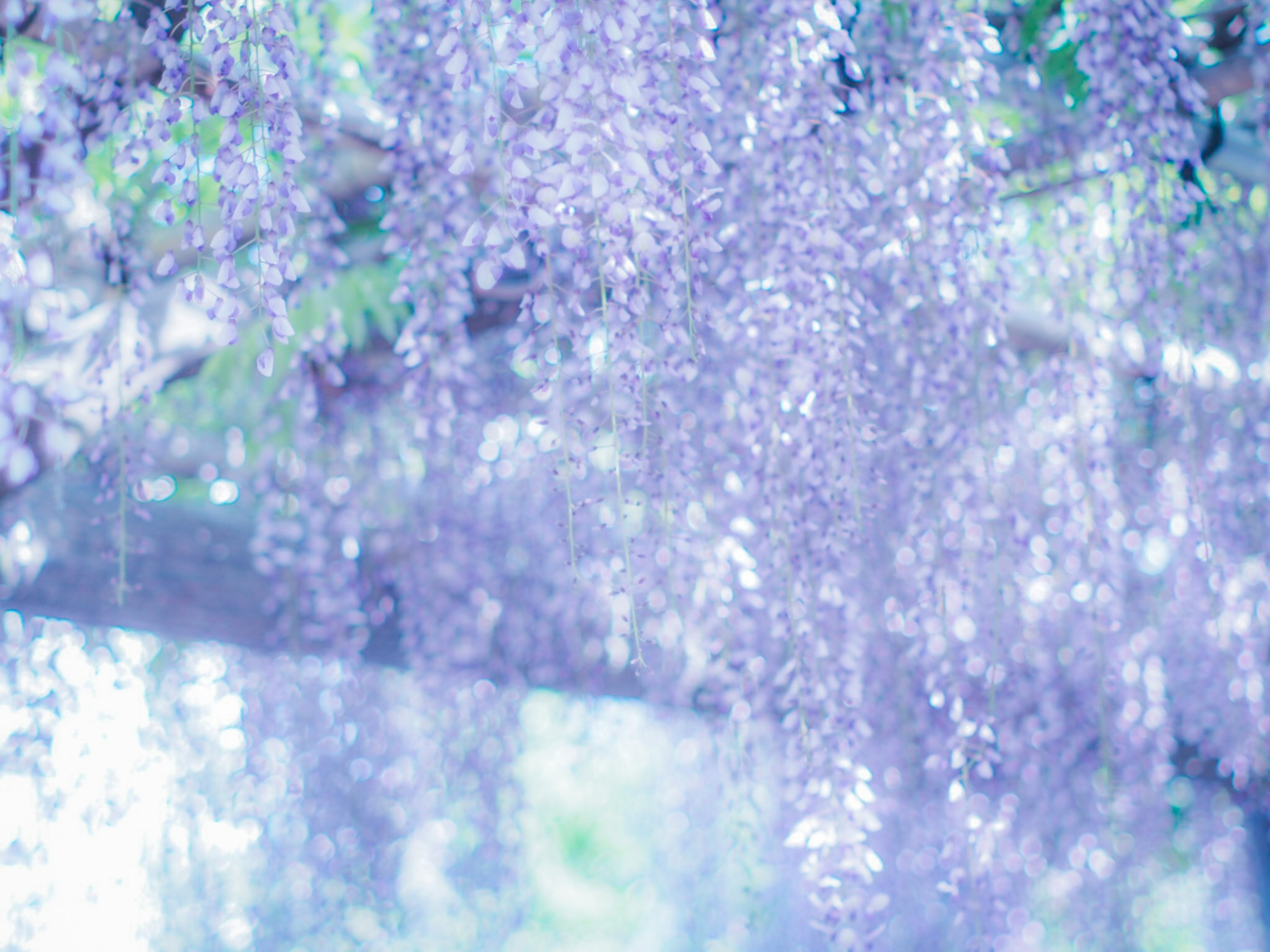 青紫色の藤の花が垂れ下がる風景