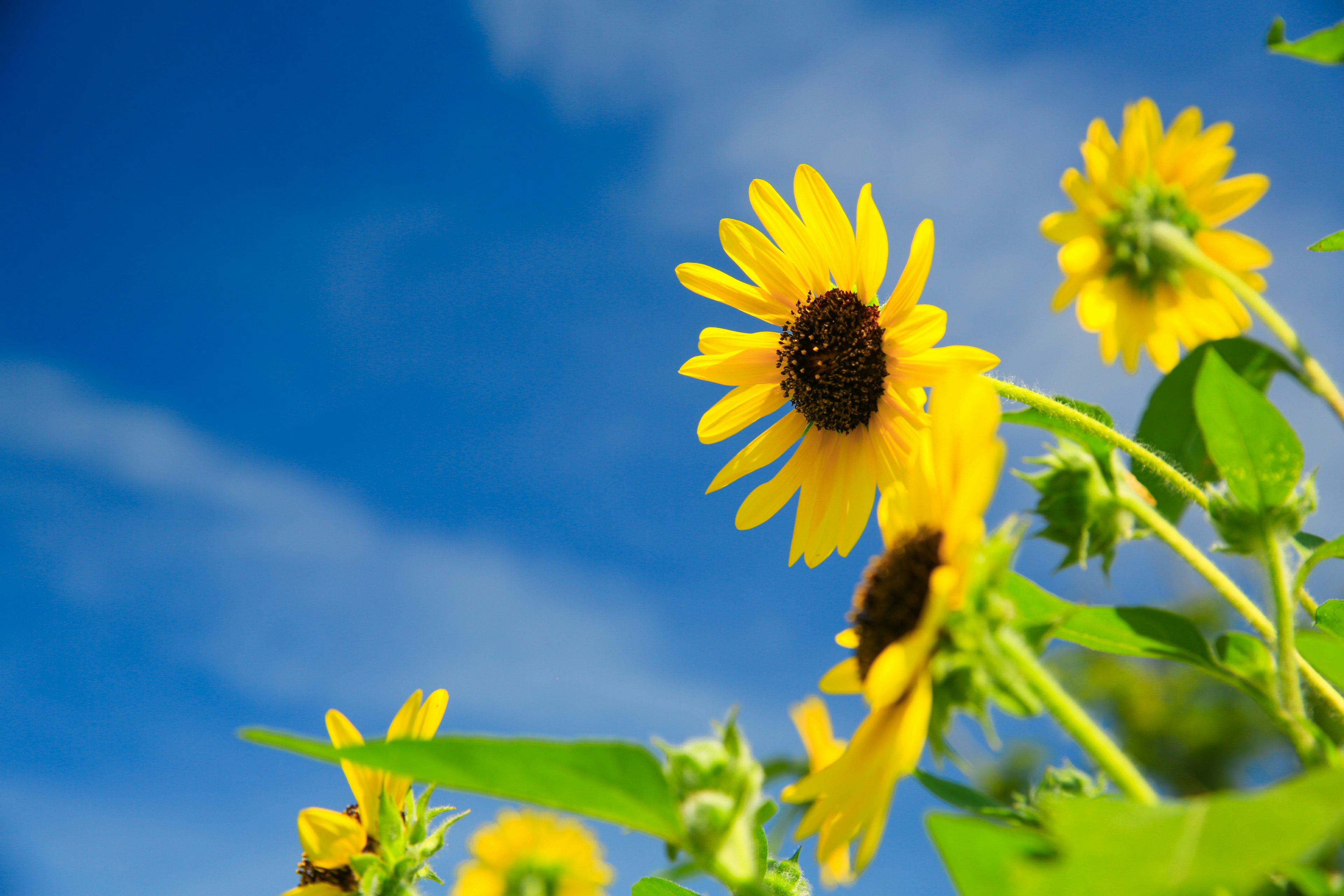 青空の下に咲く明るいひまわりの花