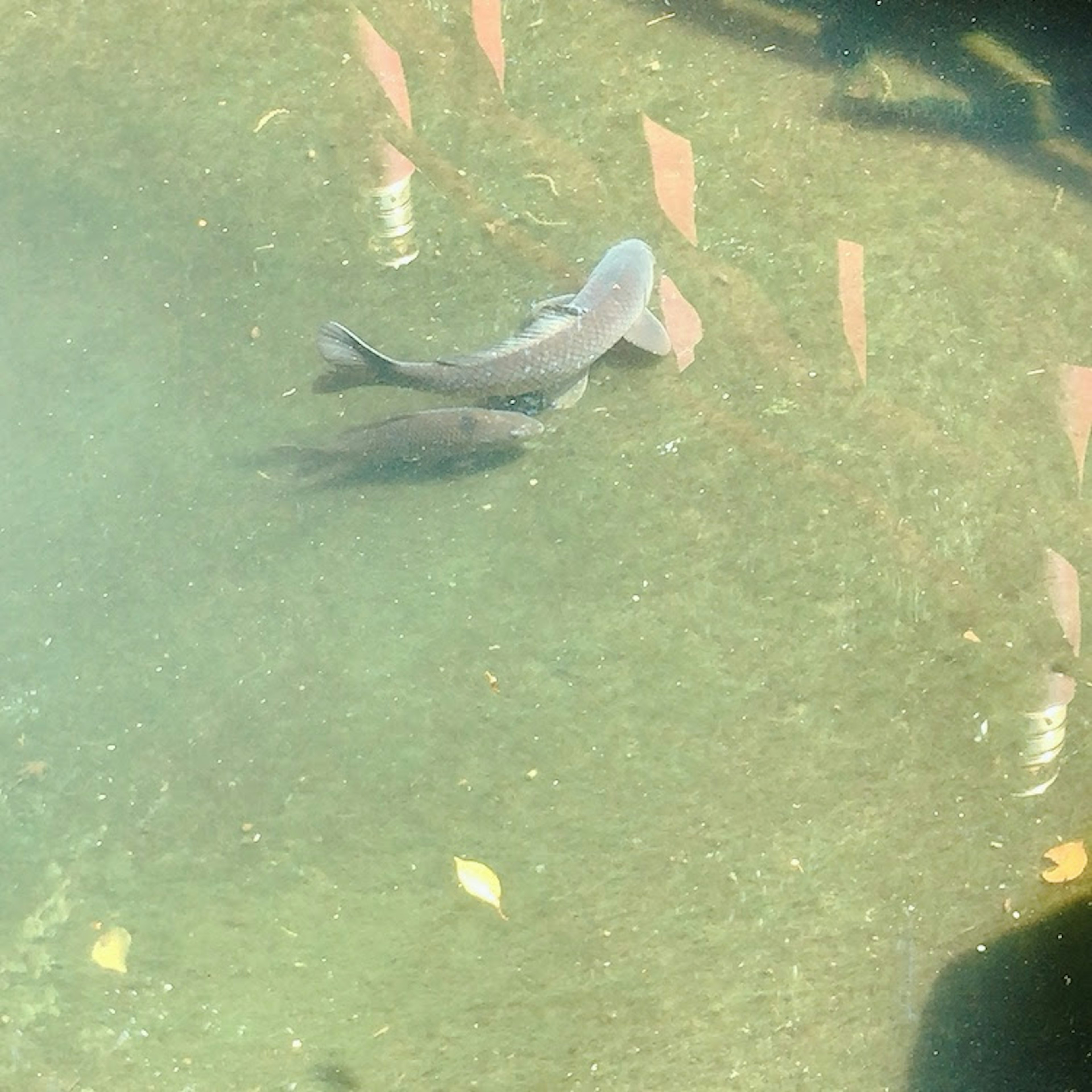 A fish swimming in a clear pond with visible water reflections