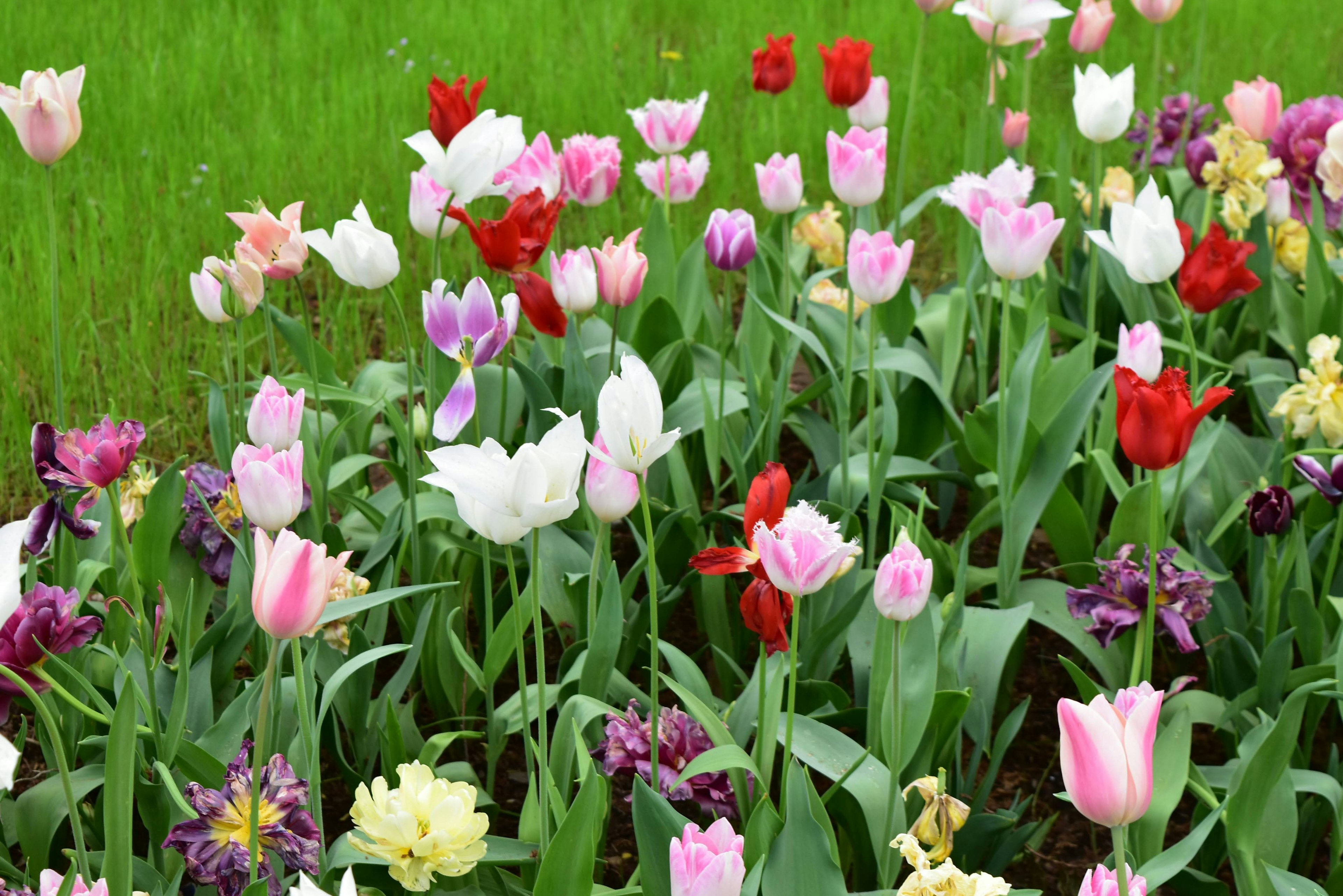 Tulipani colorati che fioriscono in un campo erboso verde