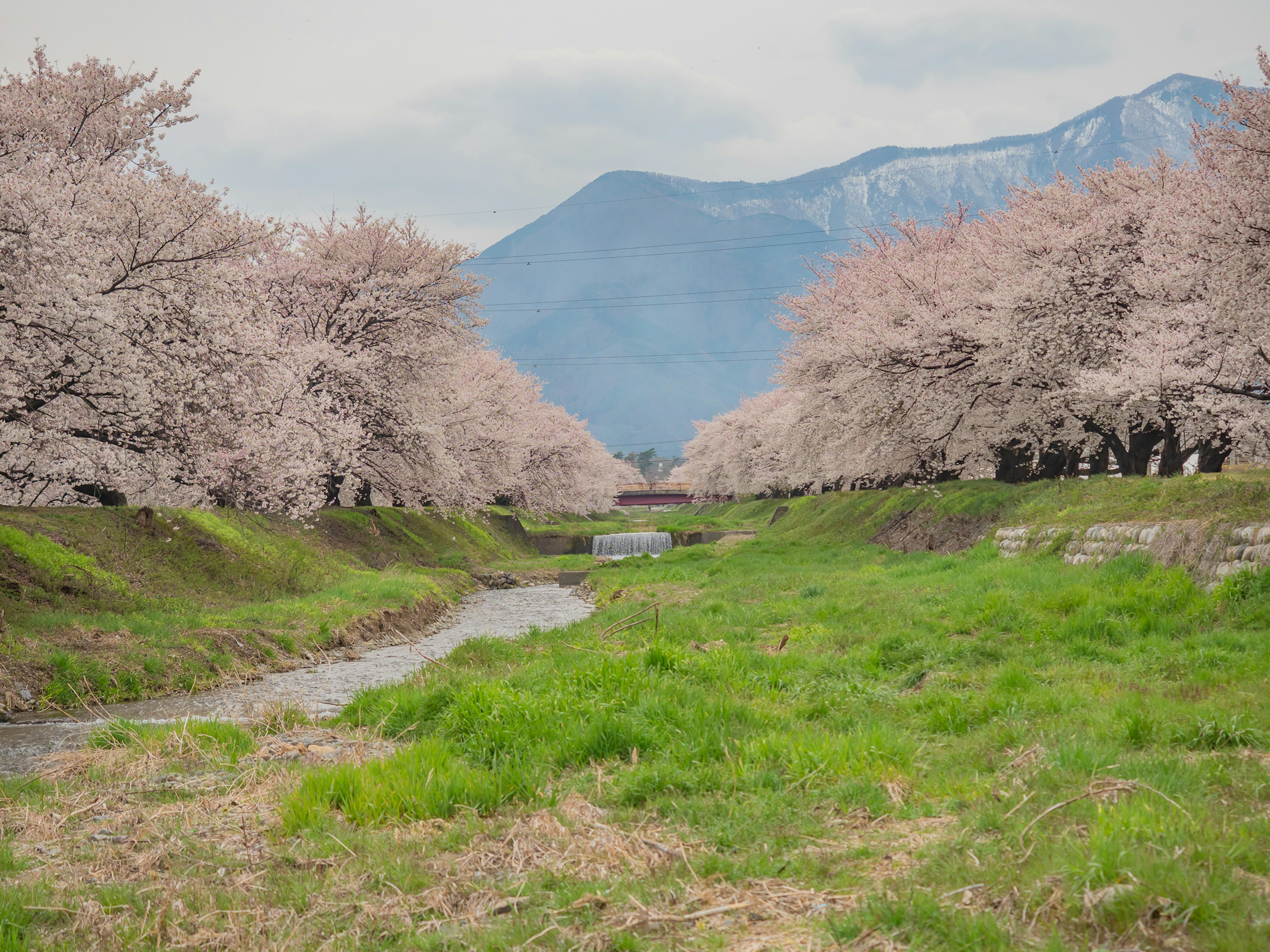 Vista panoramica di alberi di ciliegio lungo un fiume con montagne sullo sfondo