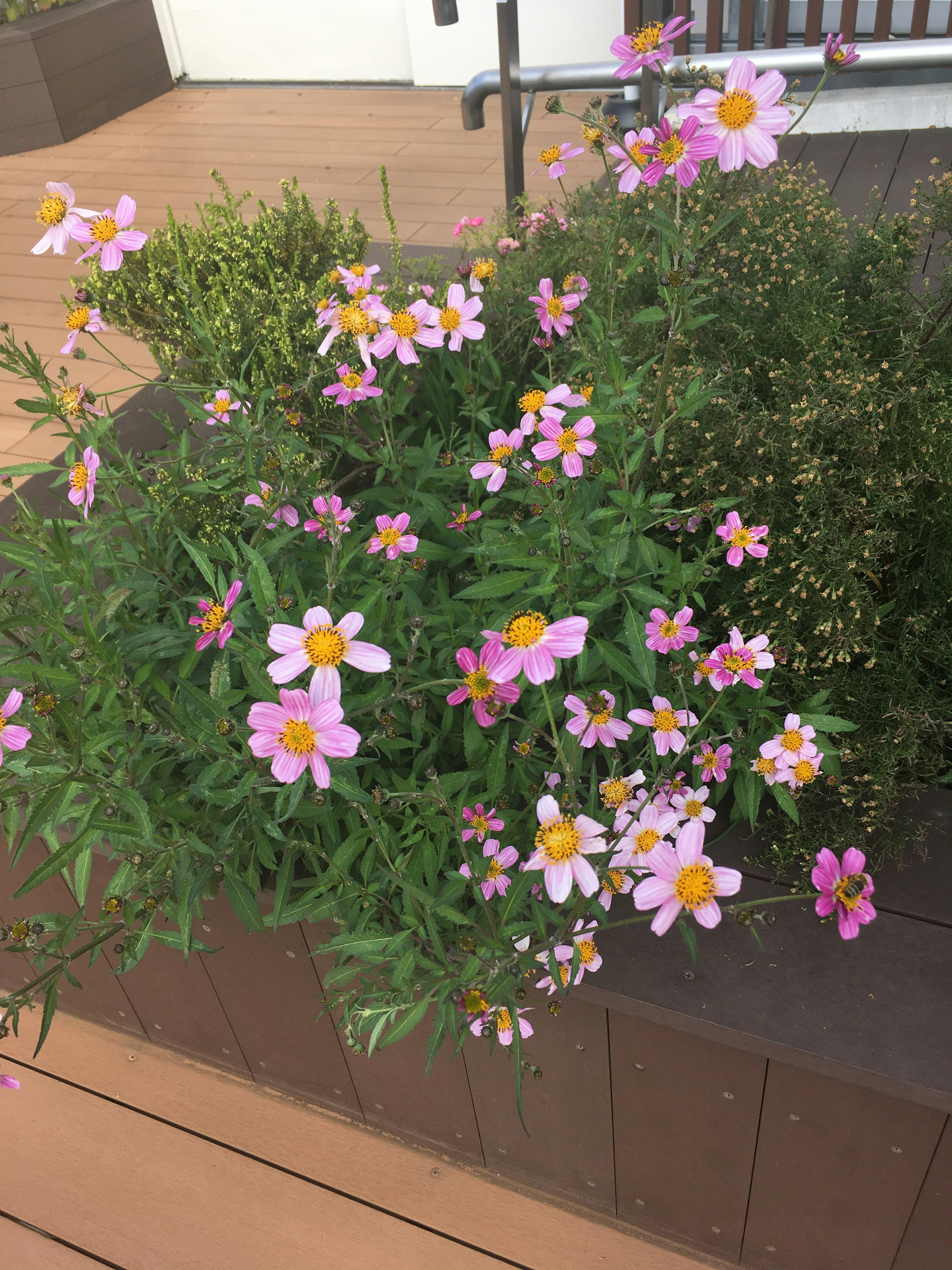 ピンクの花が咲く植物が緑の葉とともに配置されている