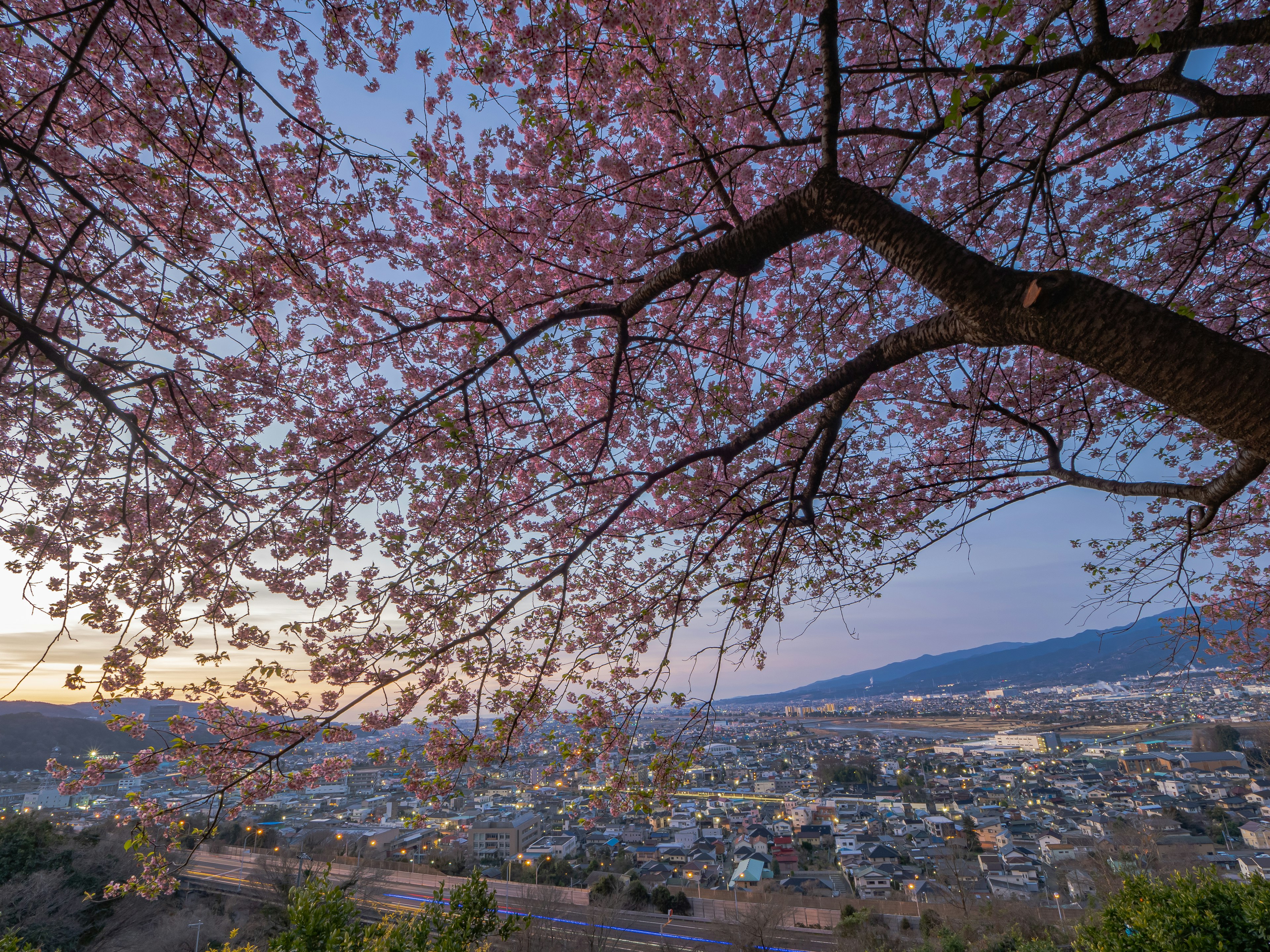 桜の花が咲く木と美しい夕焼けの景色