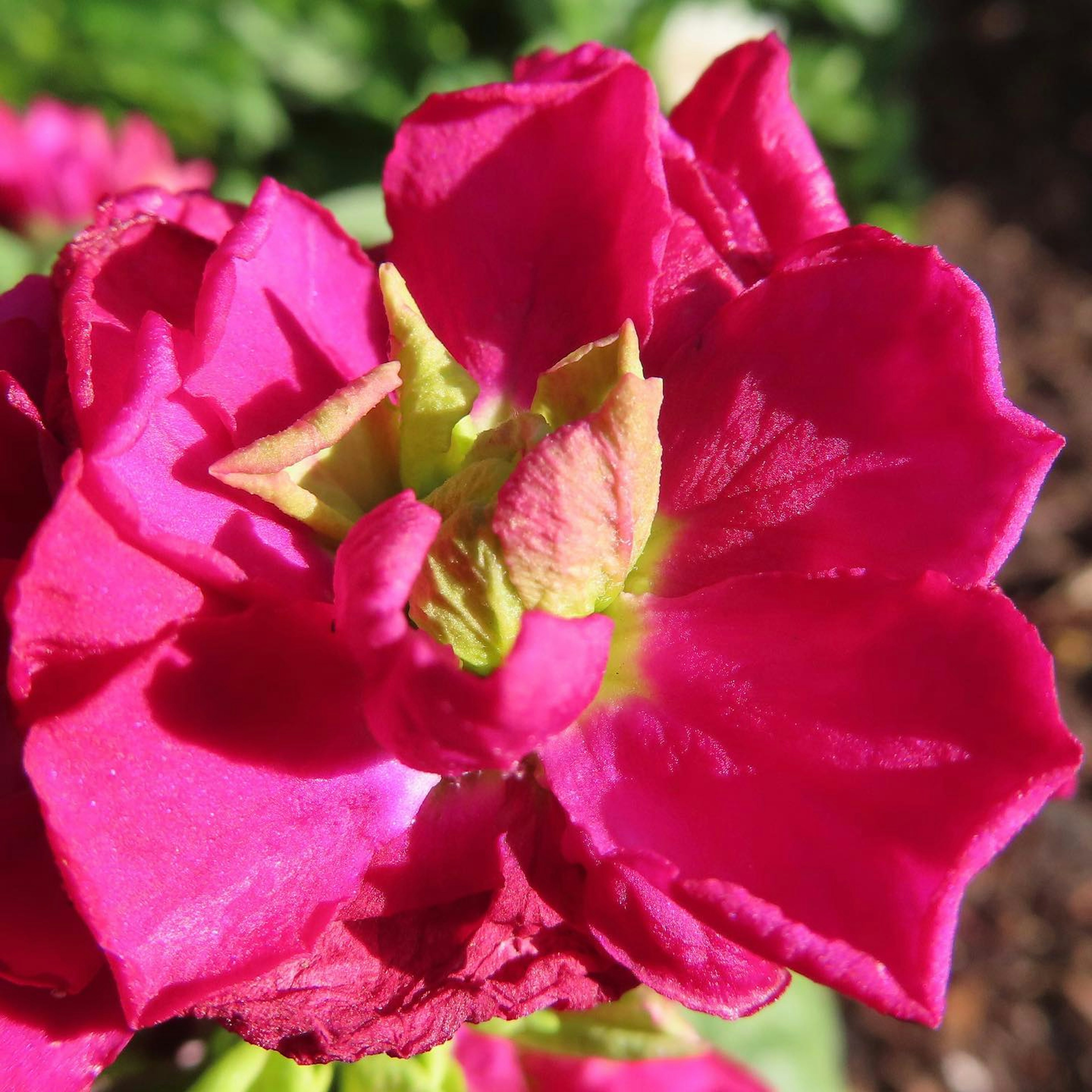 Close-up of a vibrant pink flower with lush petals