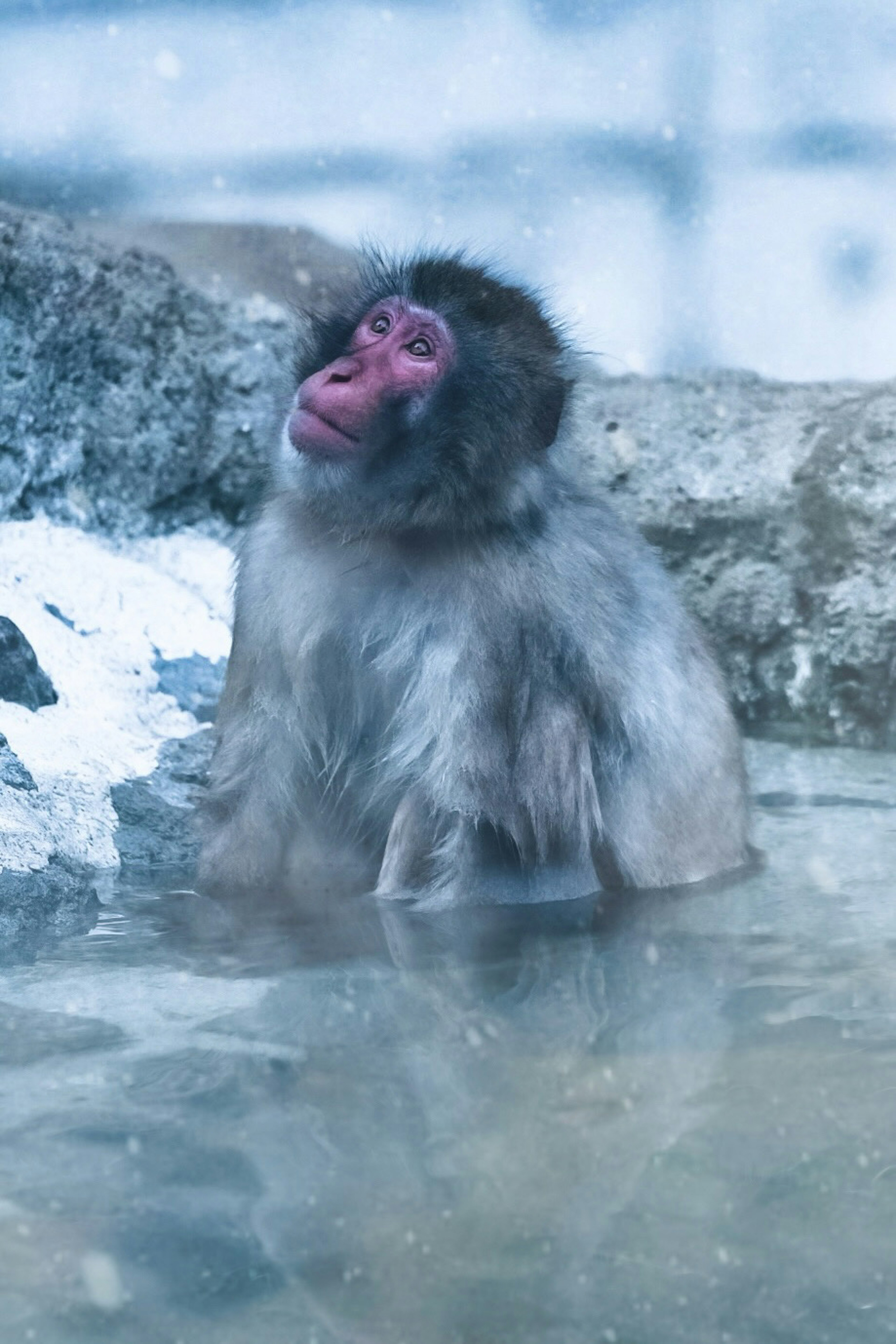 一只浸泡在温泉中的猴子，周围有雪，毛发湿润