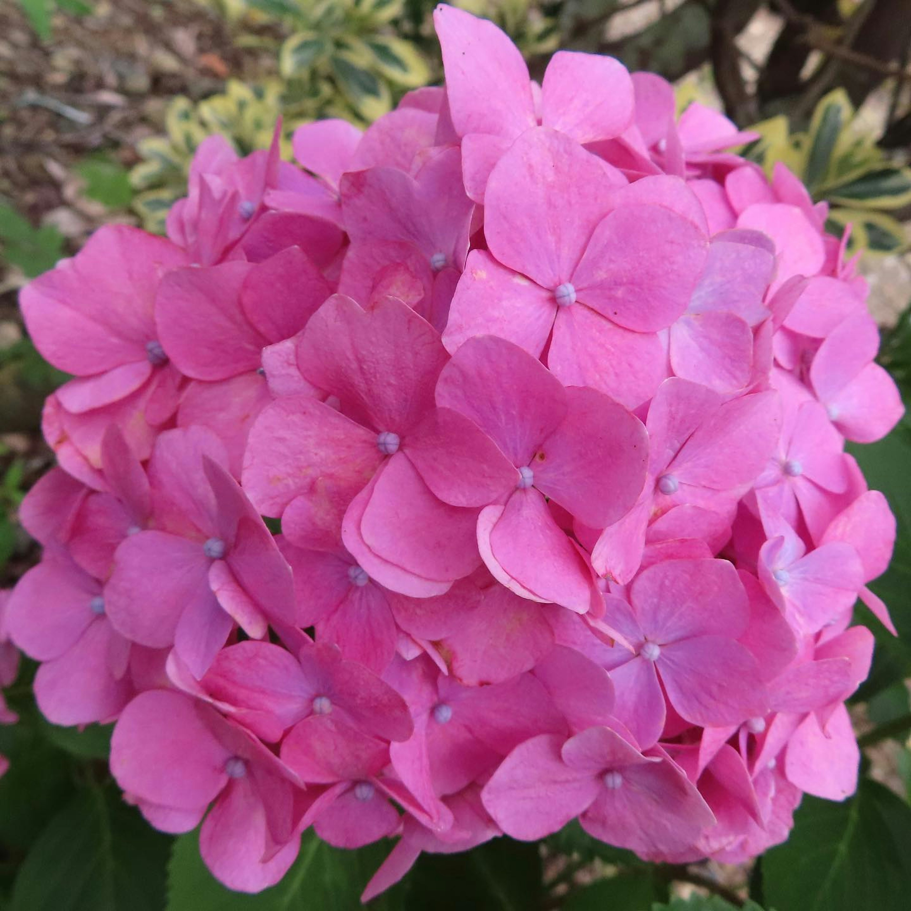 Groupe de fleurs d'hortensia rose vif