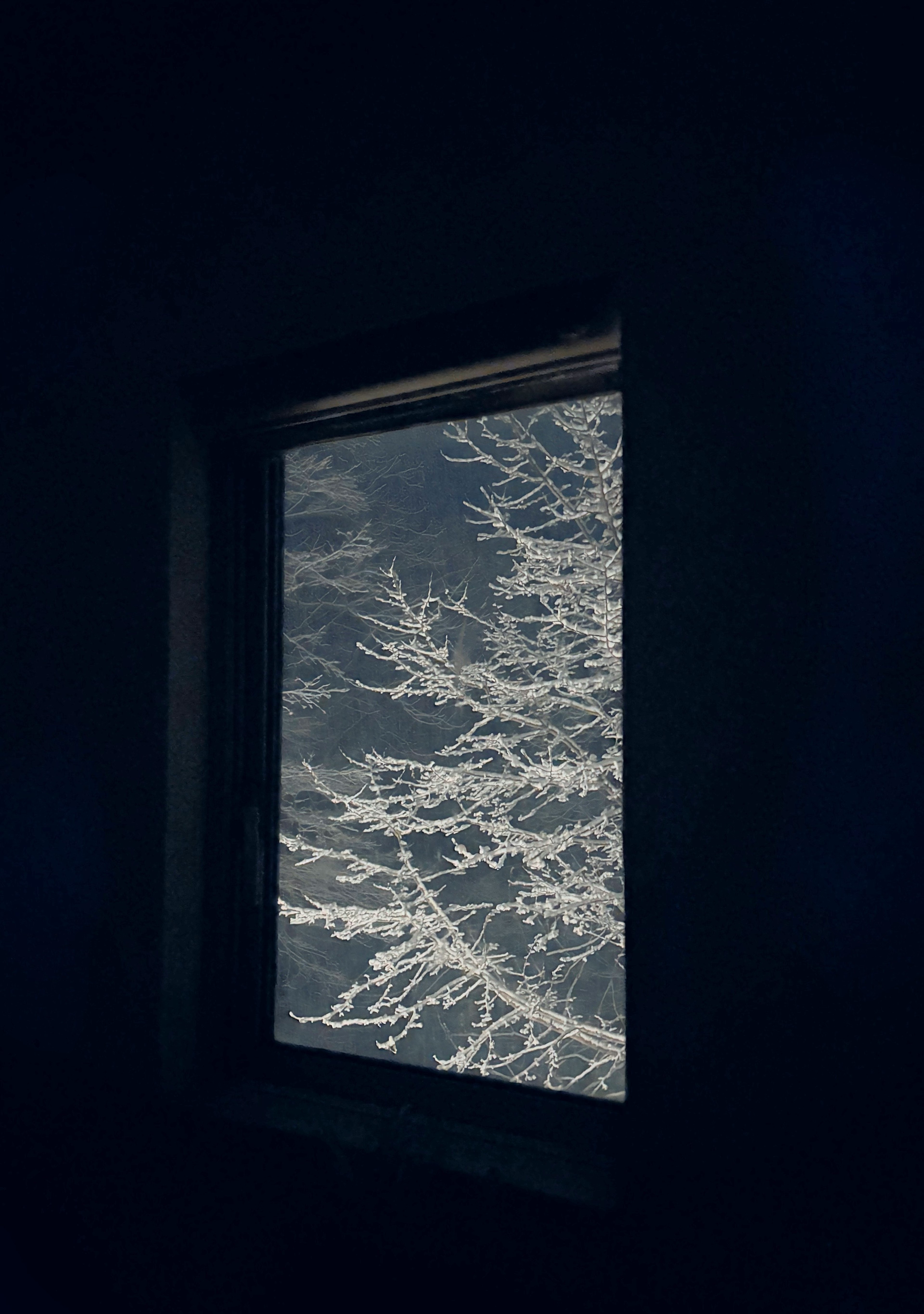 Snow-covered trees visible through a dark window