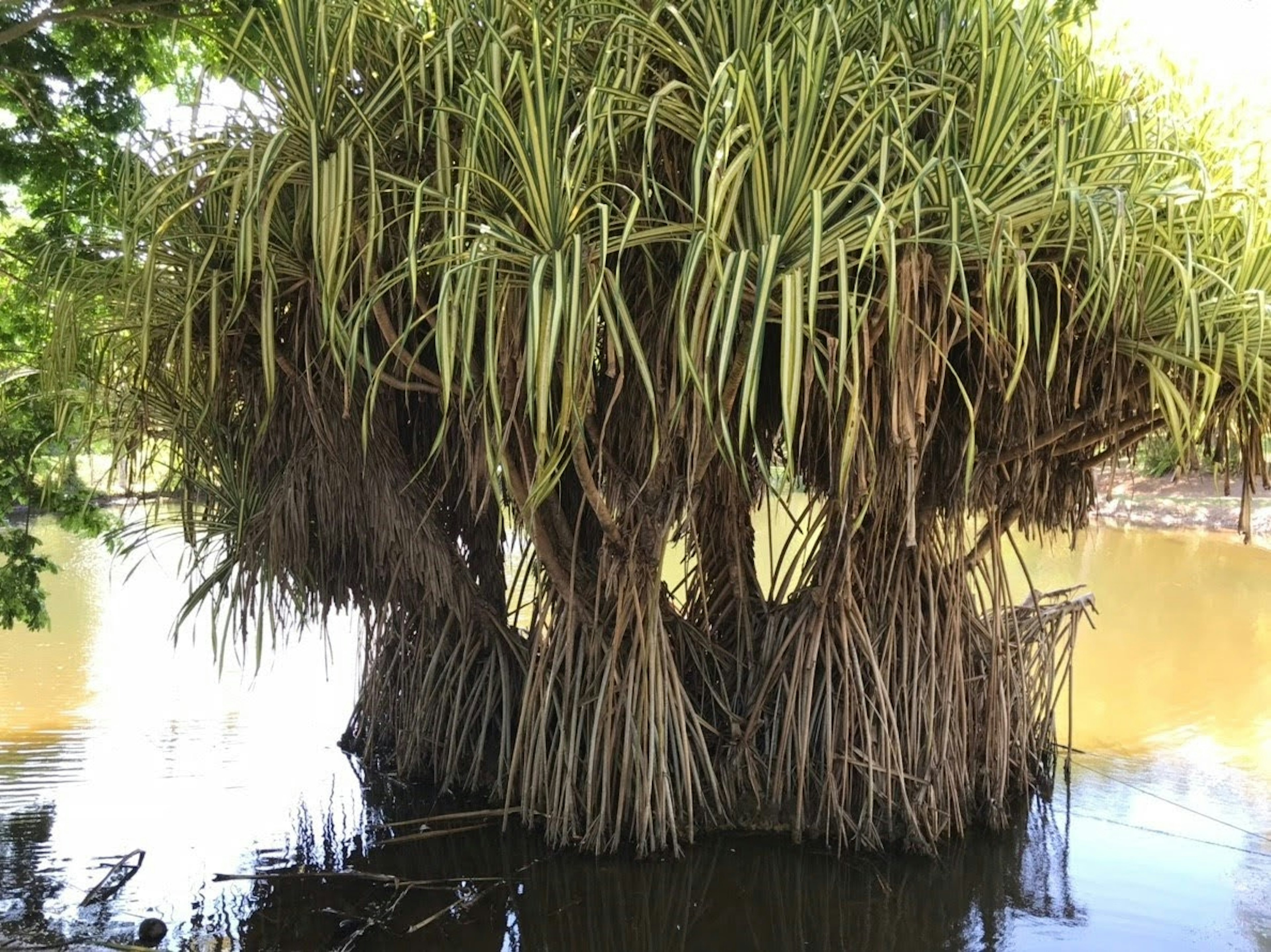 Touffe unique d'herbe poussant près de l'eau