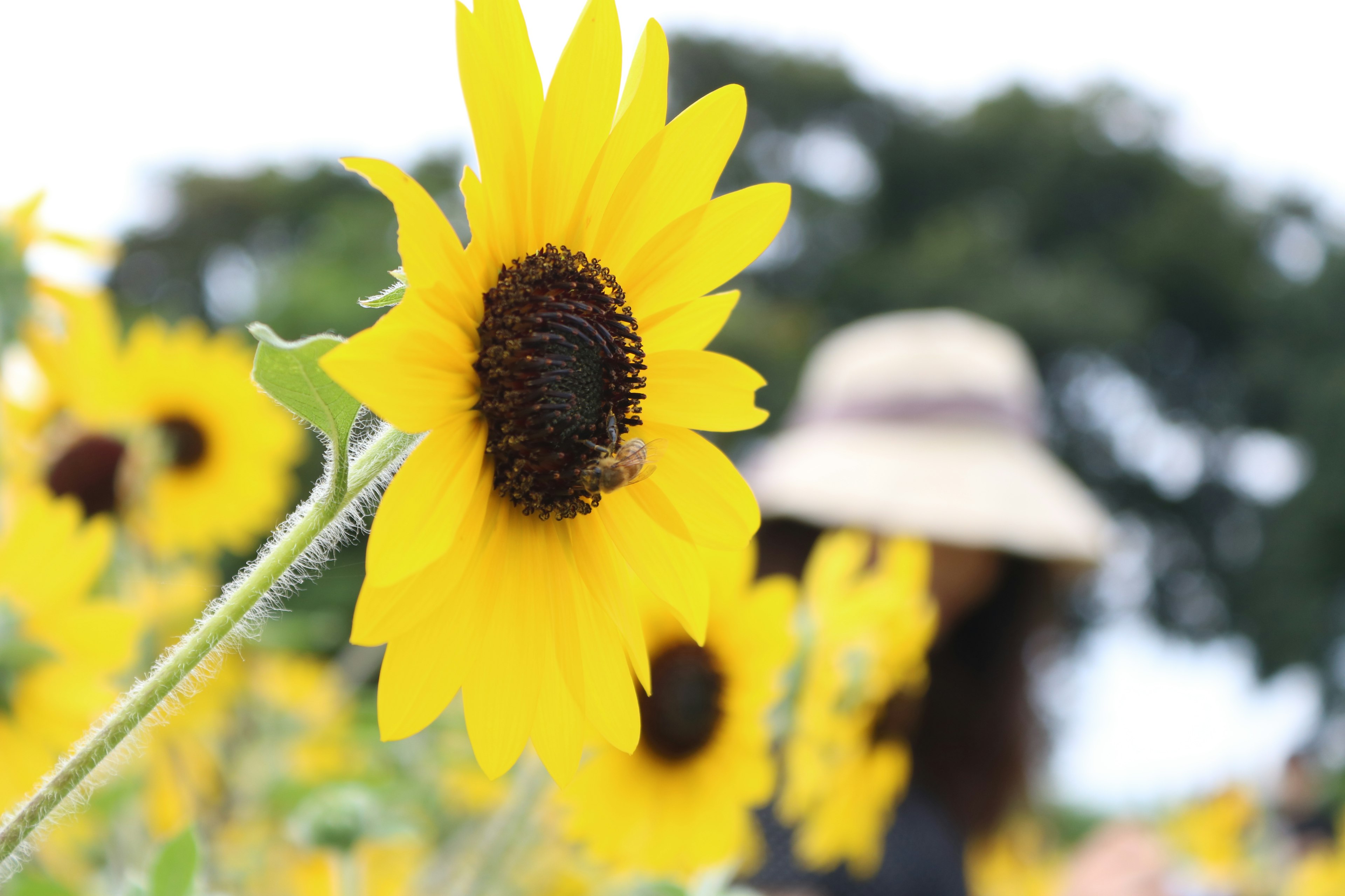 Close-up of a bright sunflower with a blurred figure wearing a hat in the background