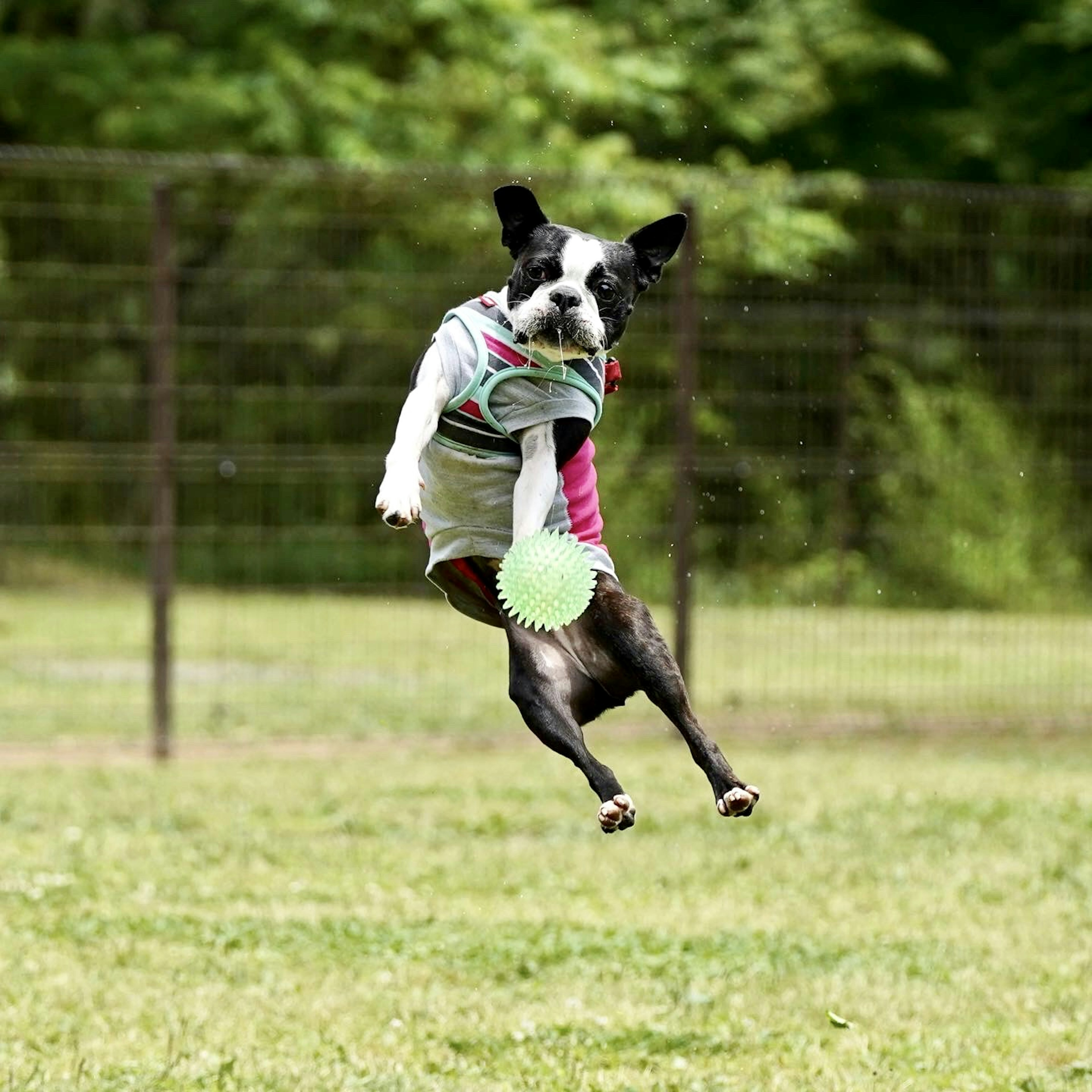 Un cane che salta per prendere una palla in un campo erboso