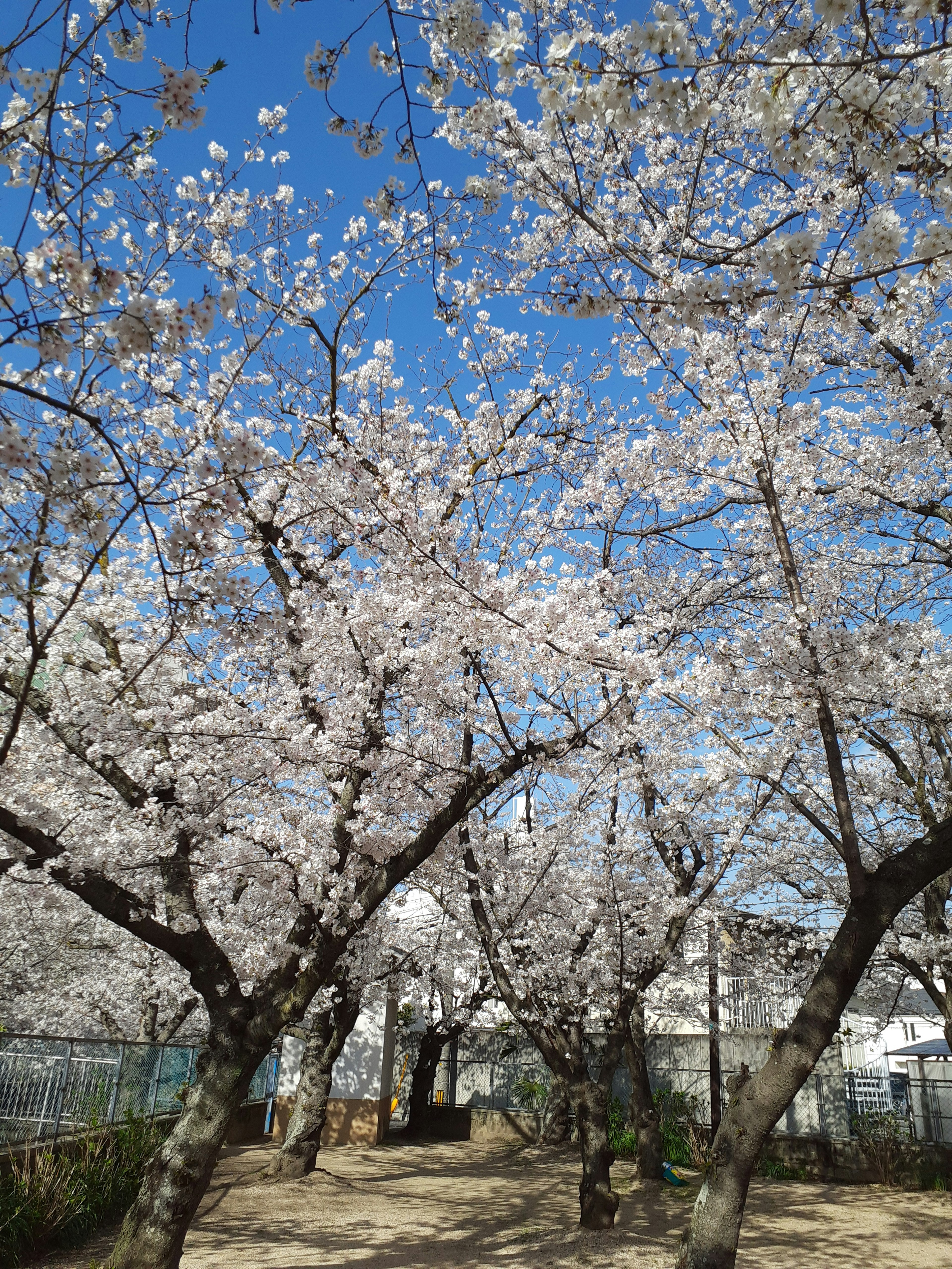 青空の下に咲く桜の木々の風景