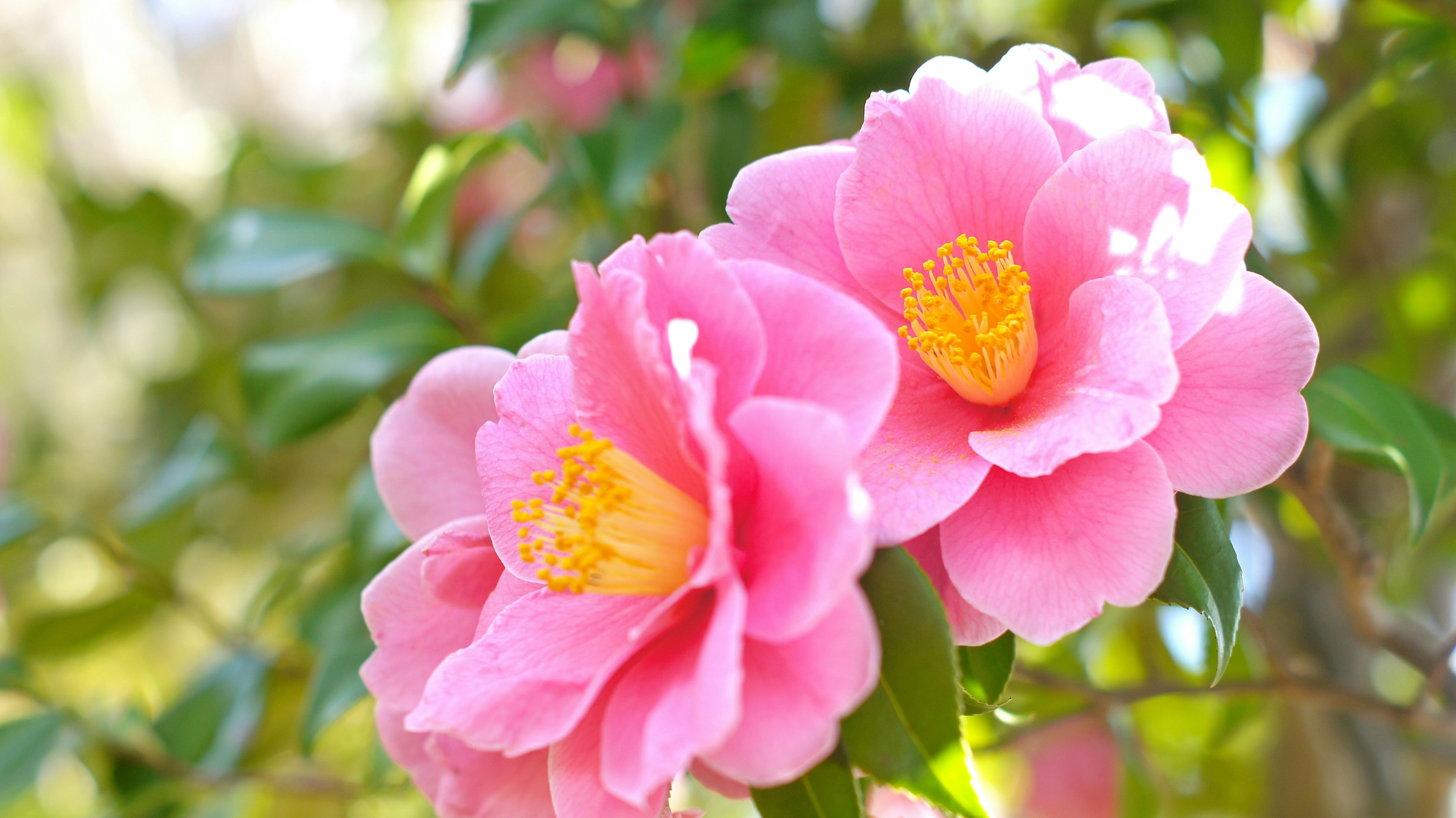 鮮やかなピンクのツバキの花が緑の葉の中で咲いている