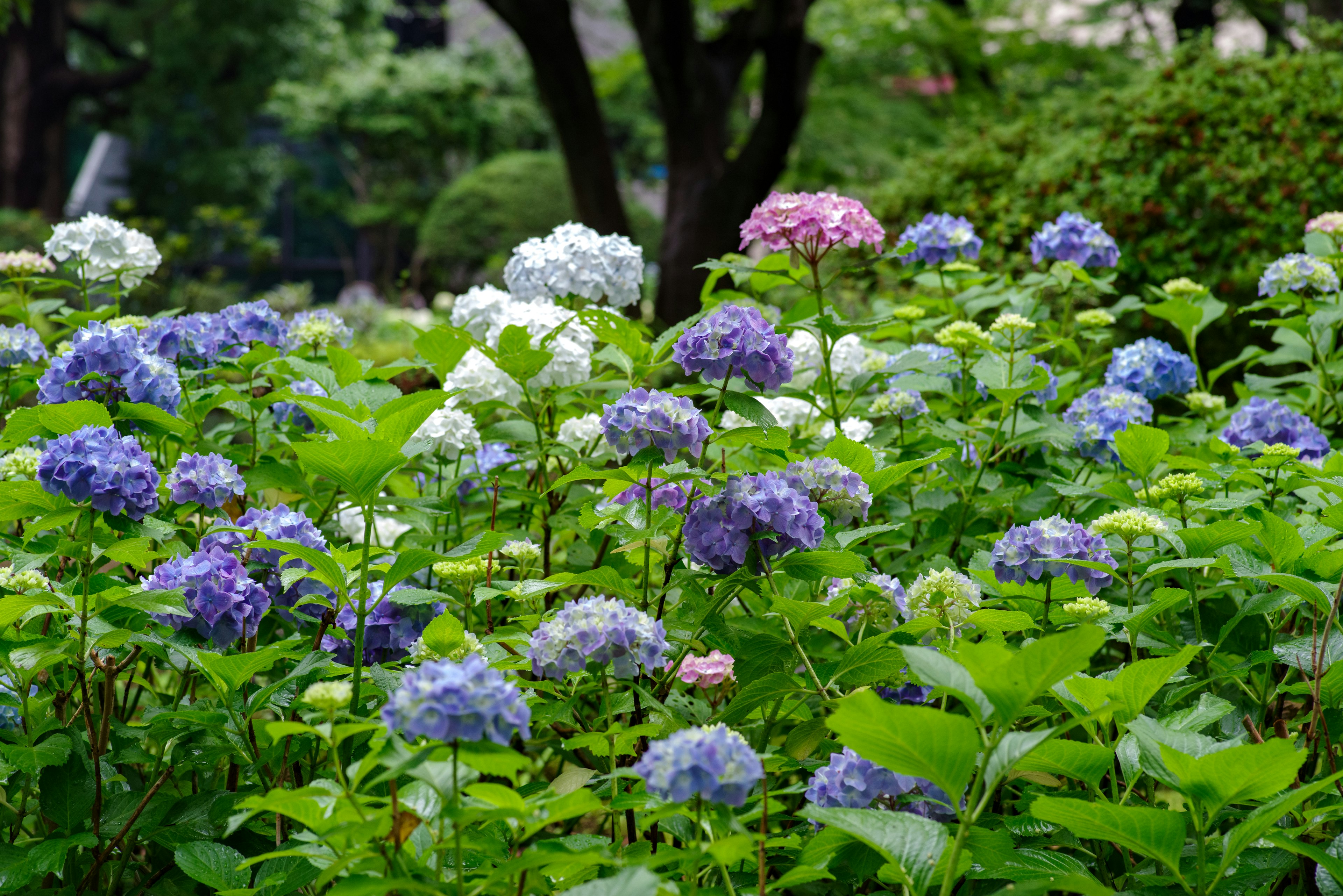 Hortensia berwarna-warni mekar di taman