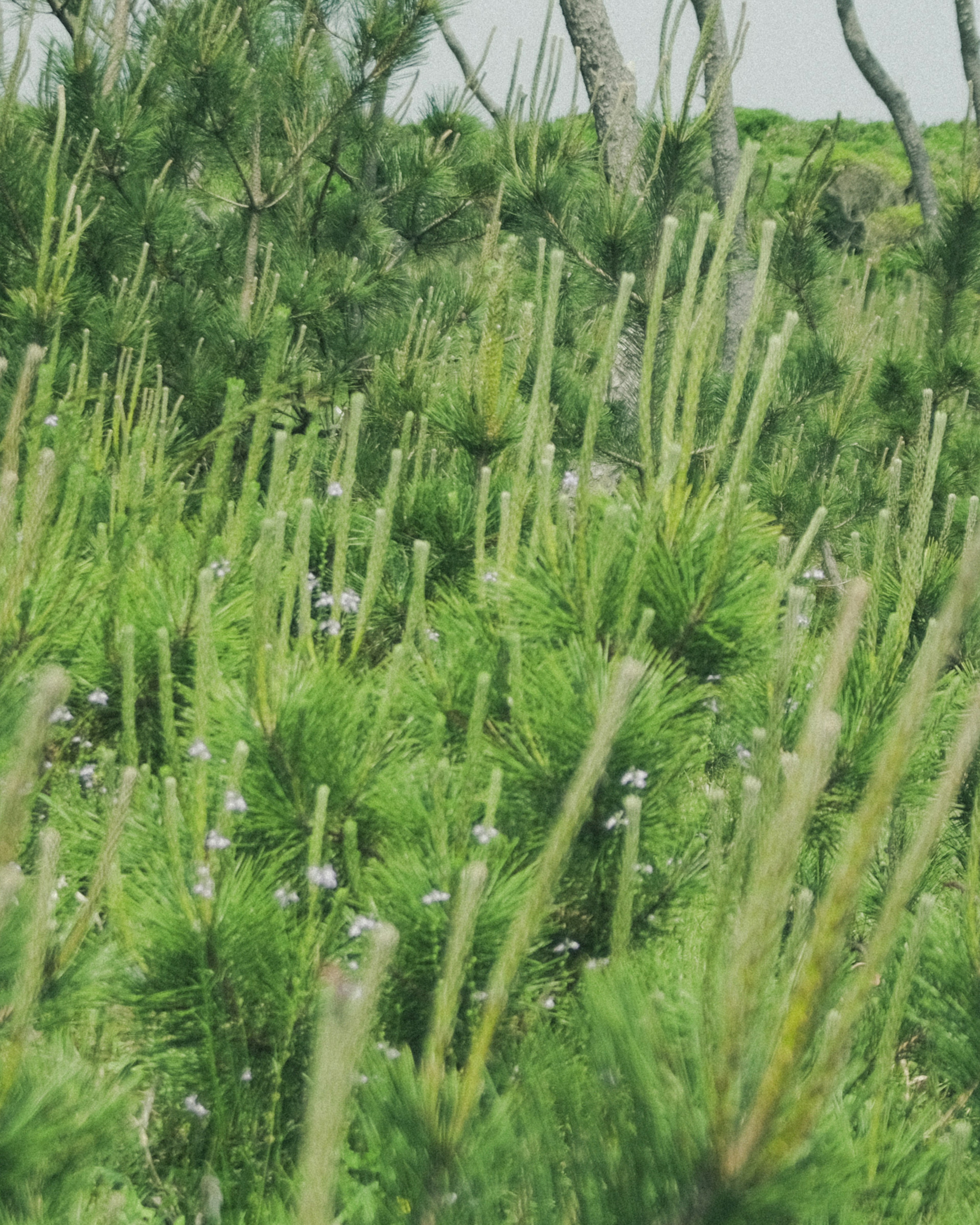 Bosque de pinos verde con brotes de pino altos y delgados