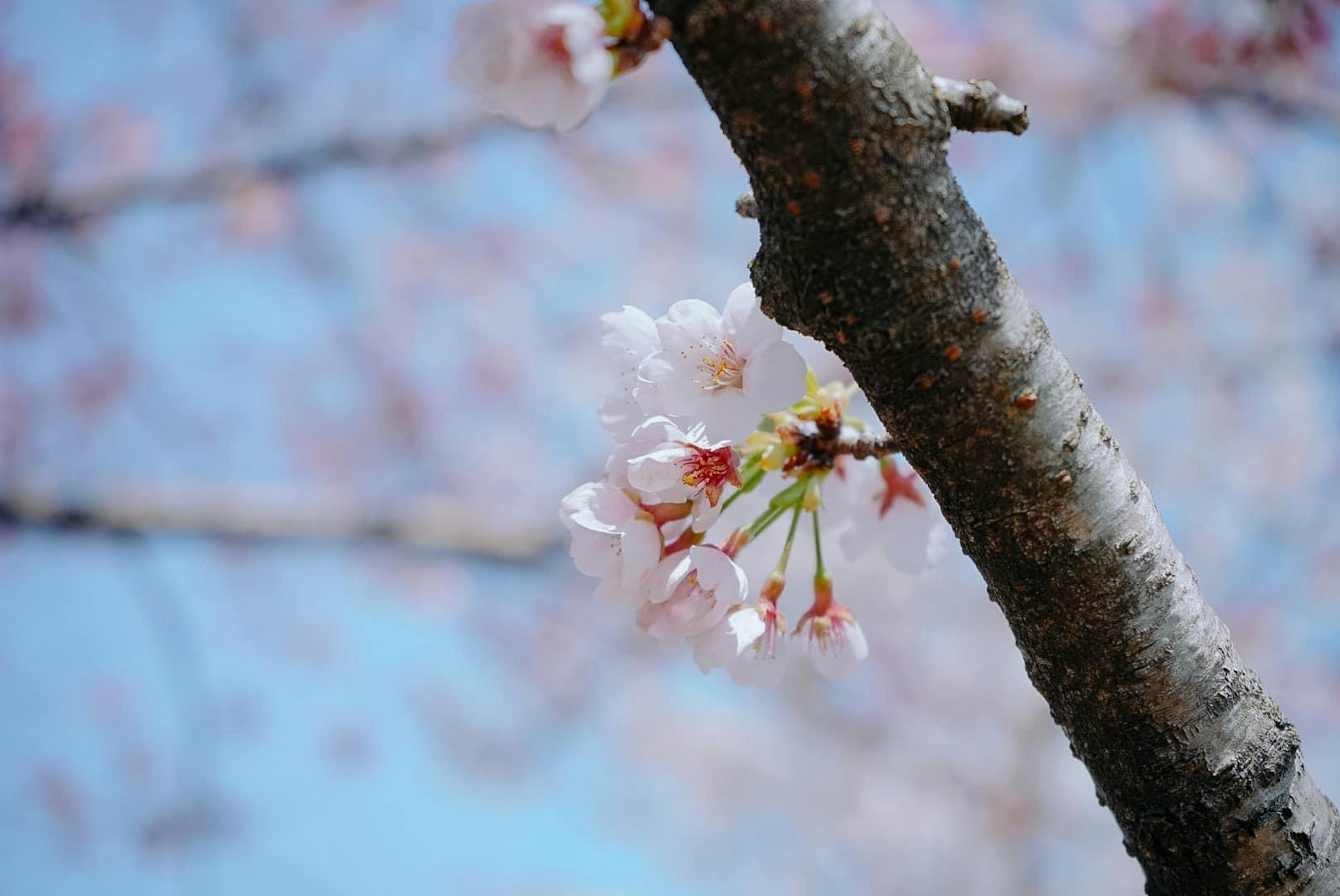 Nahaufnahme von Kirschblüten an einem Zweig vor blauem Himmel