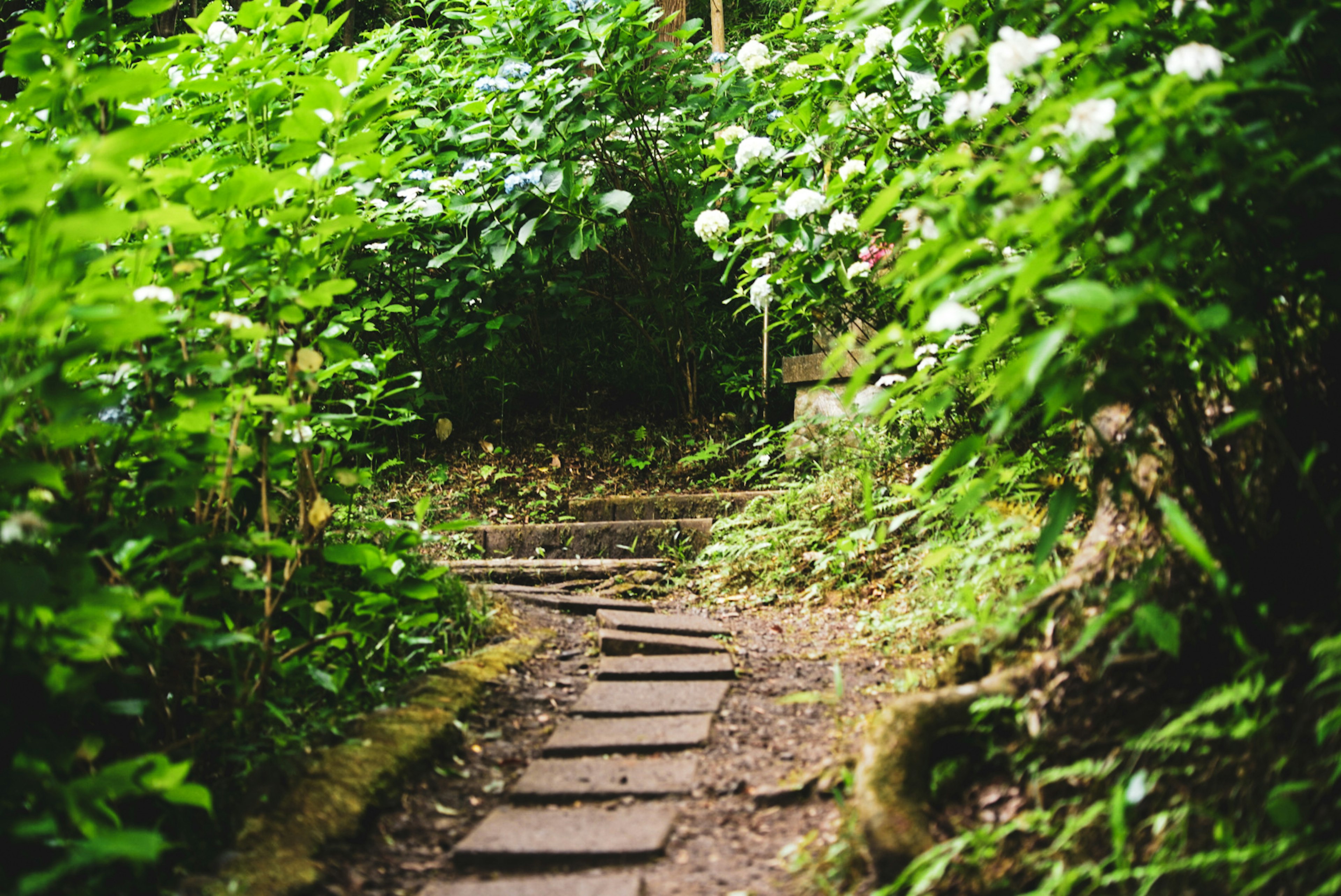 緑の植物に囲まれた小道が続く美しい風景