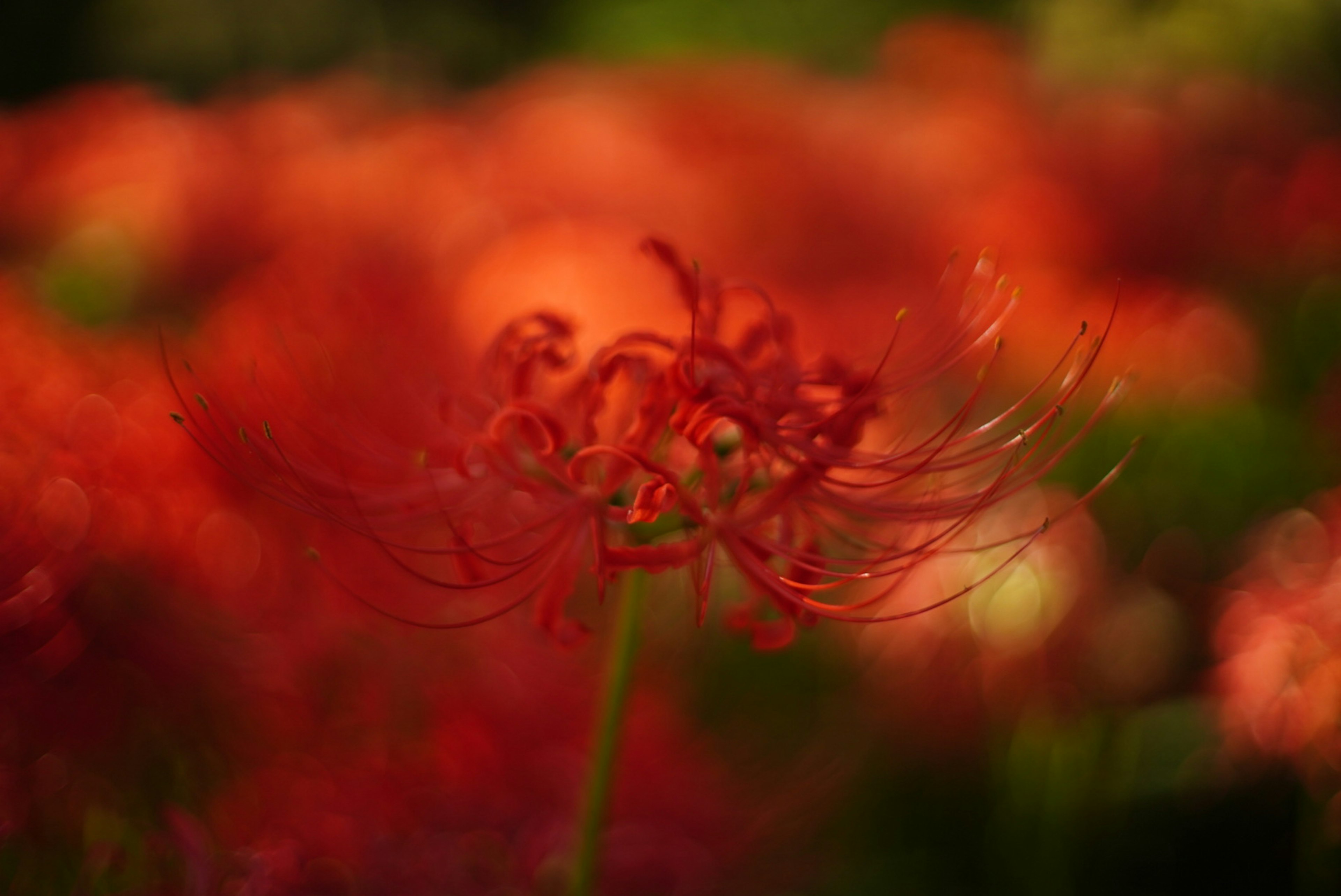 赤い彼岸花の花がぼんやりした背景に際立っている