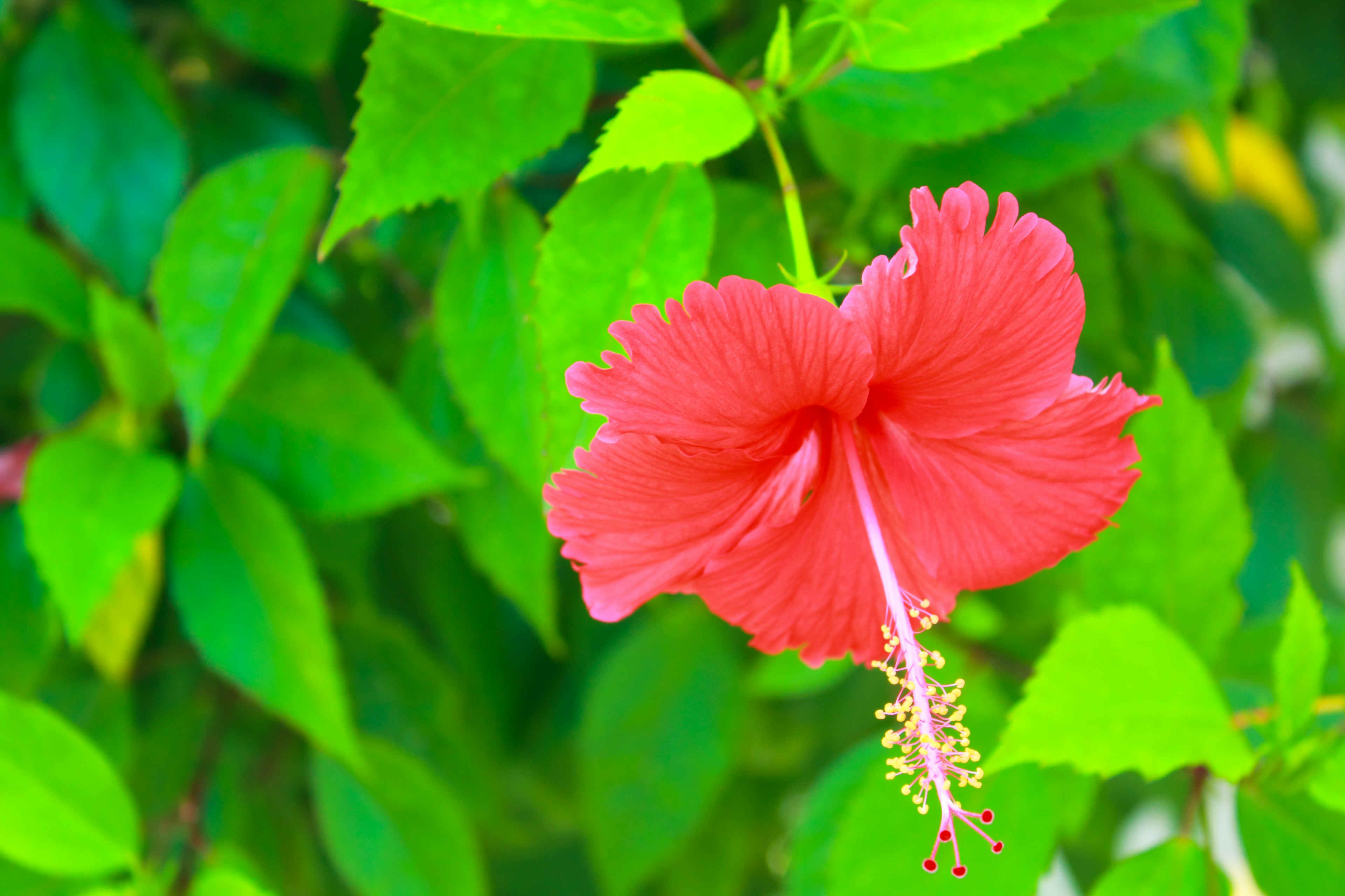 Bunga hibiscus merah cerah dikelilingi daun hijau