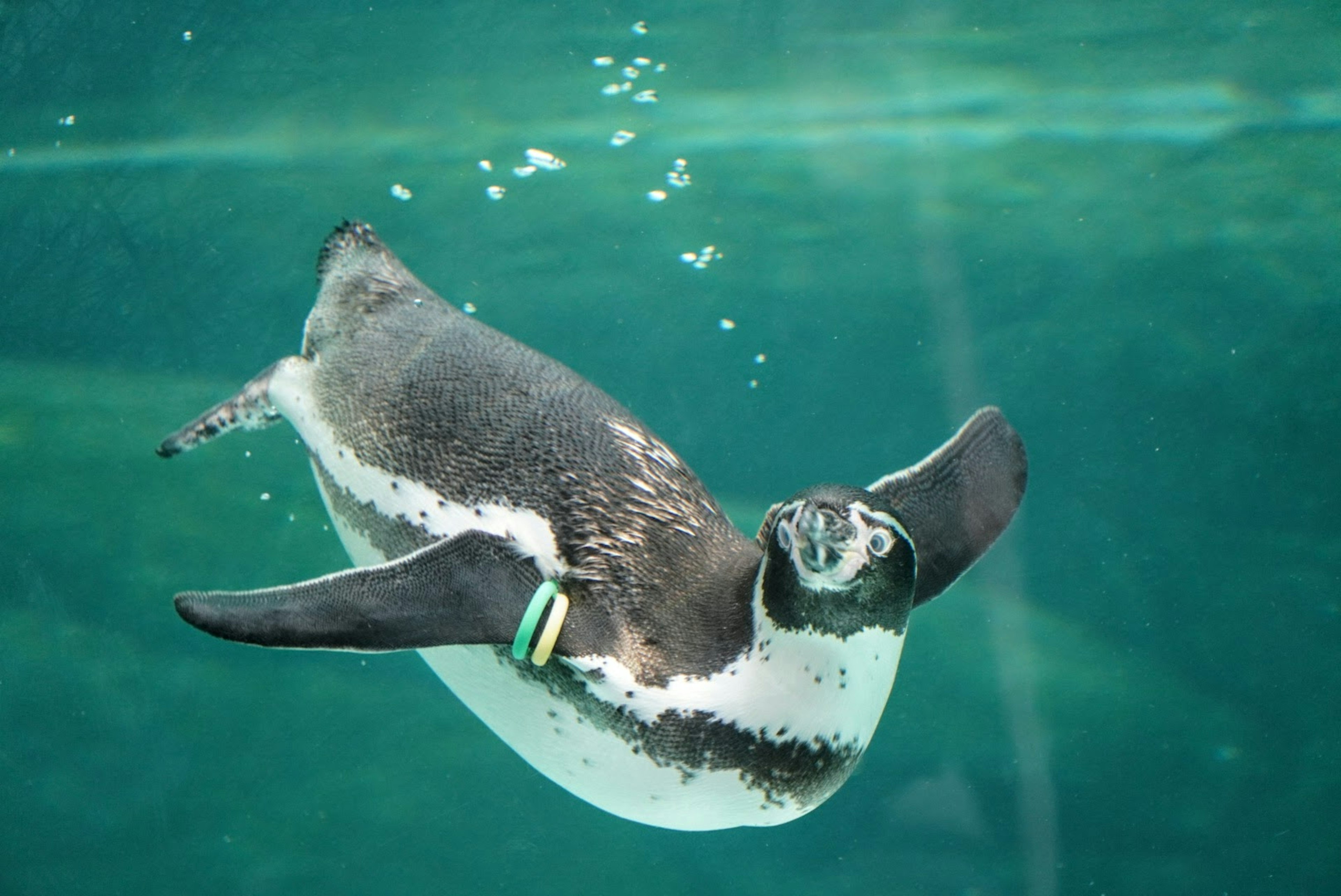 A penguin swimming gracefully underwater with bubbles