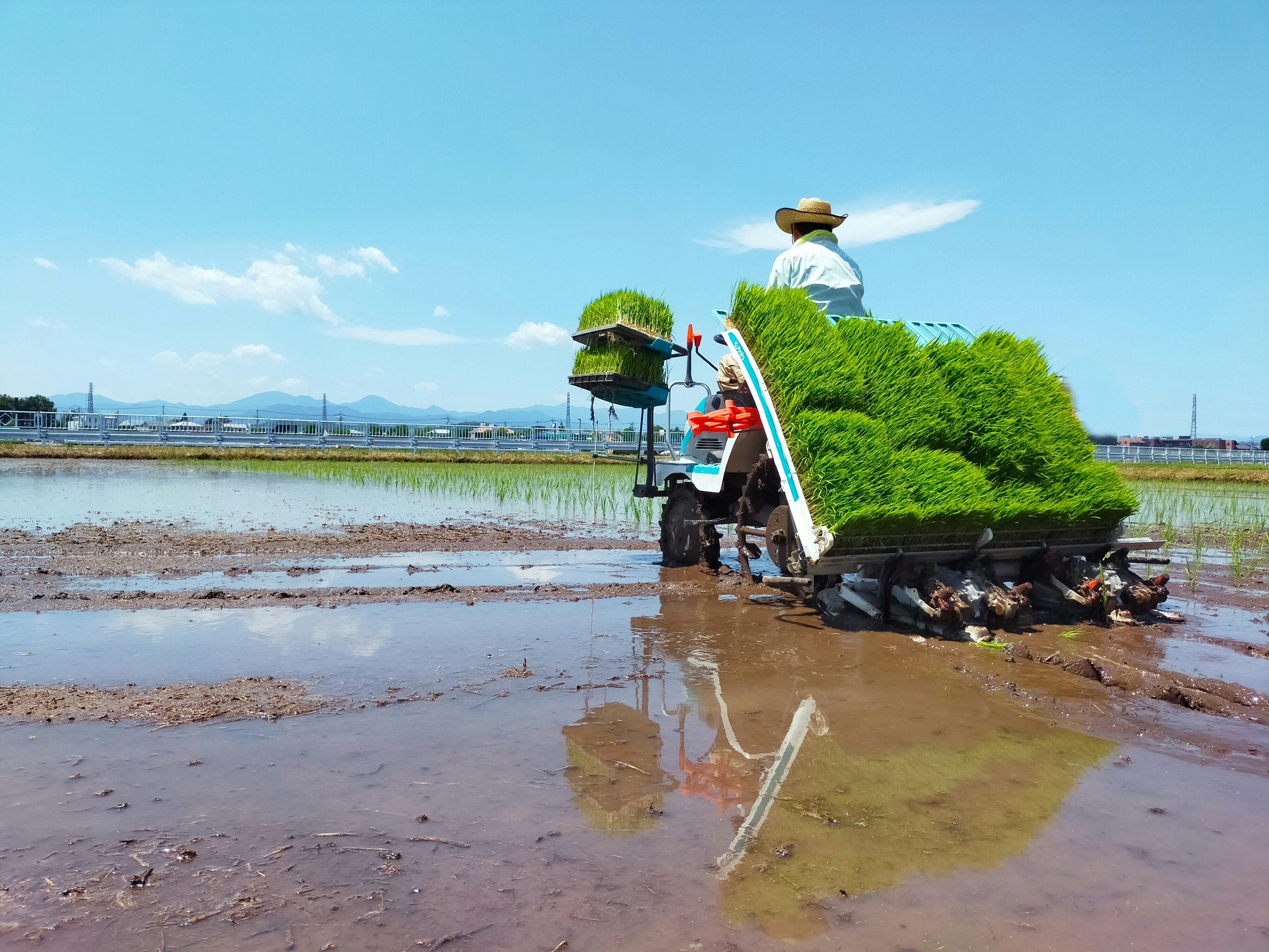 Petani menanam padi di sawah dengan langit biru dan gunung di latar belakang