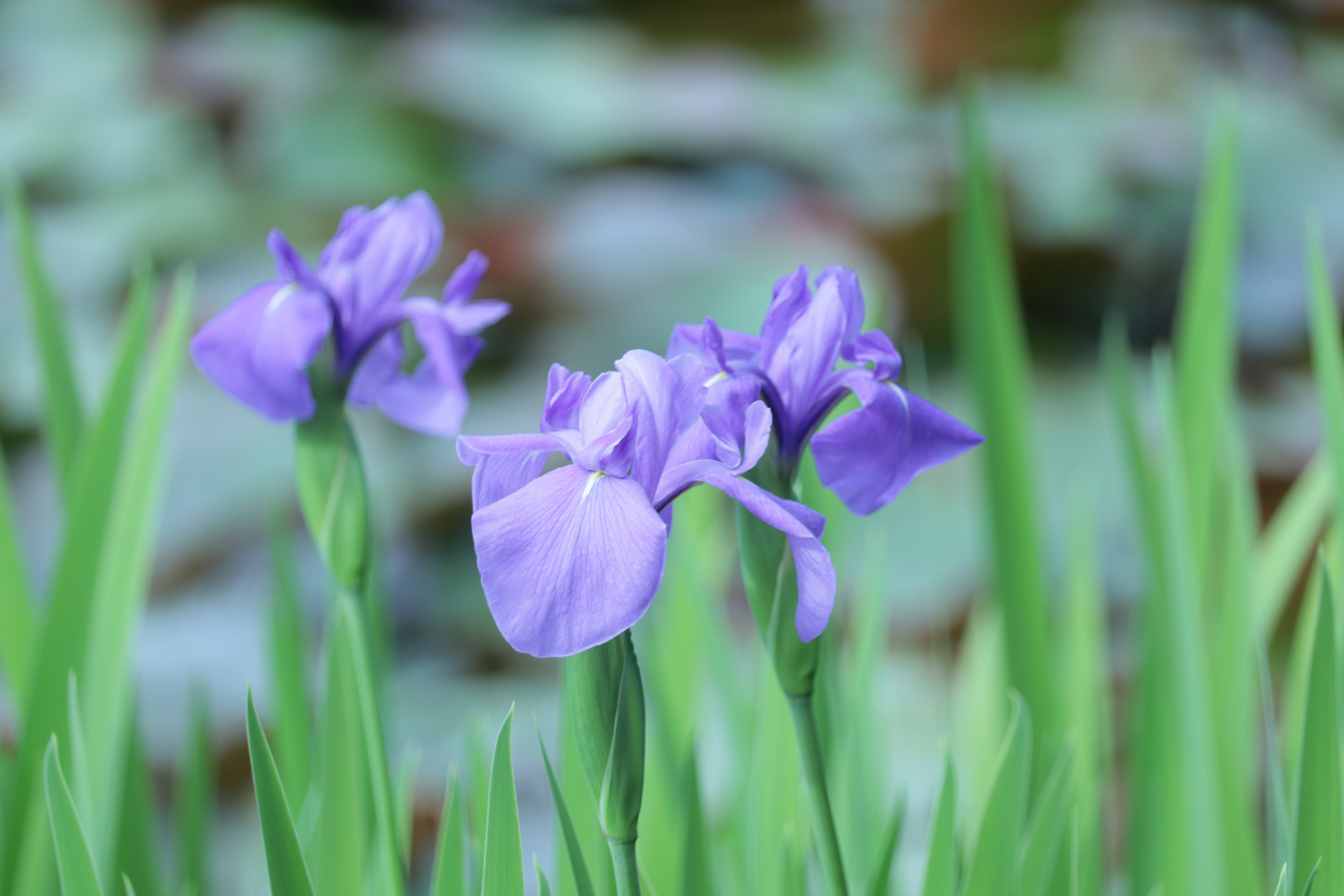 青紫色の花が咲いている草地の風景