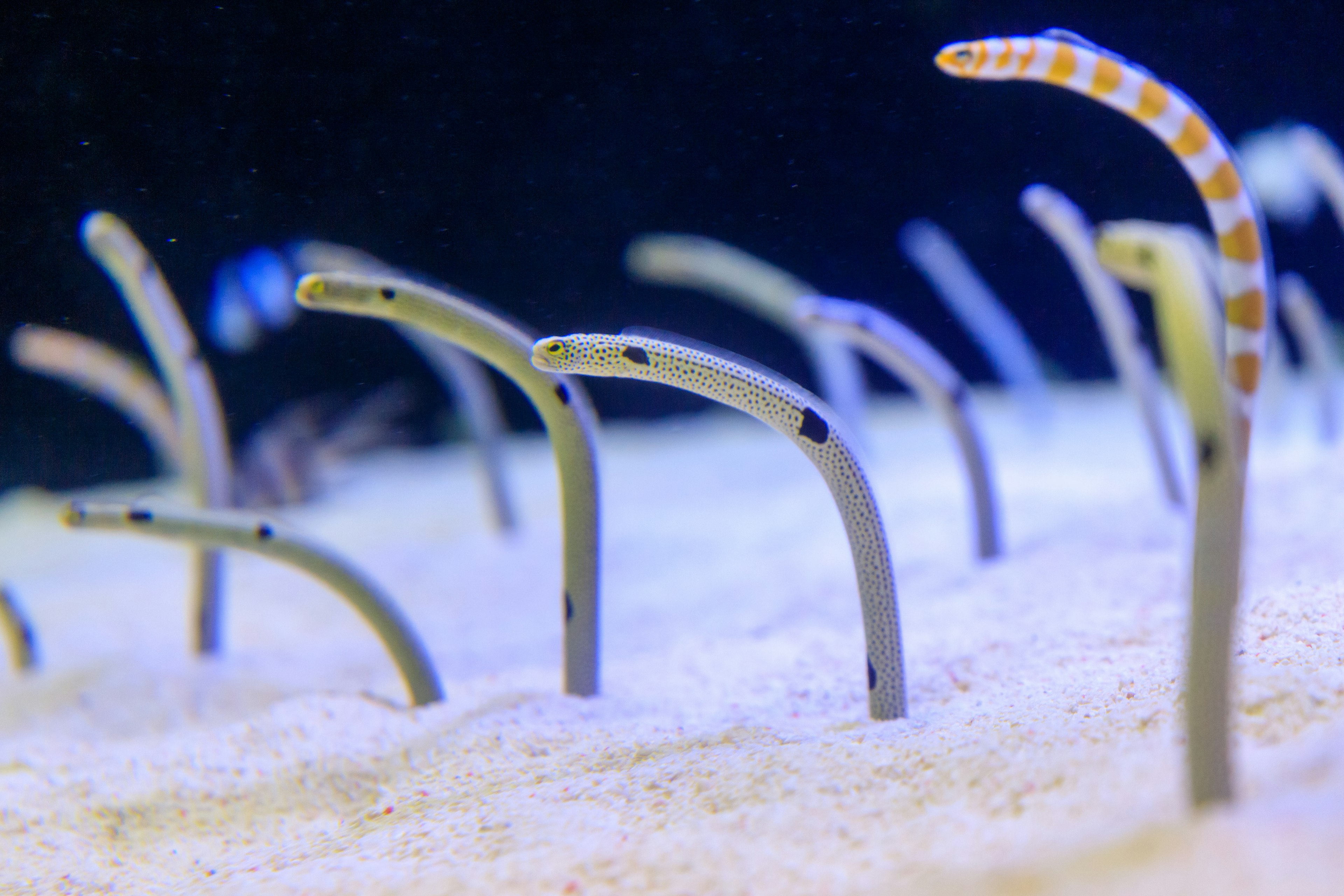 Creature simili a anguille che emergono dal fondo sabbioso dell'oceano