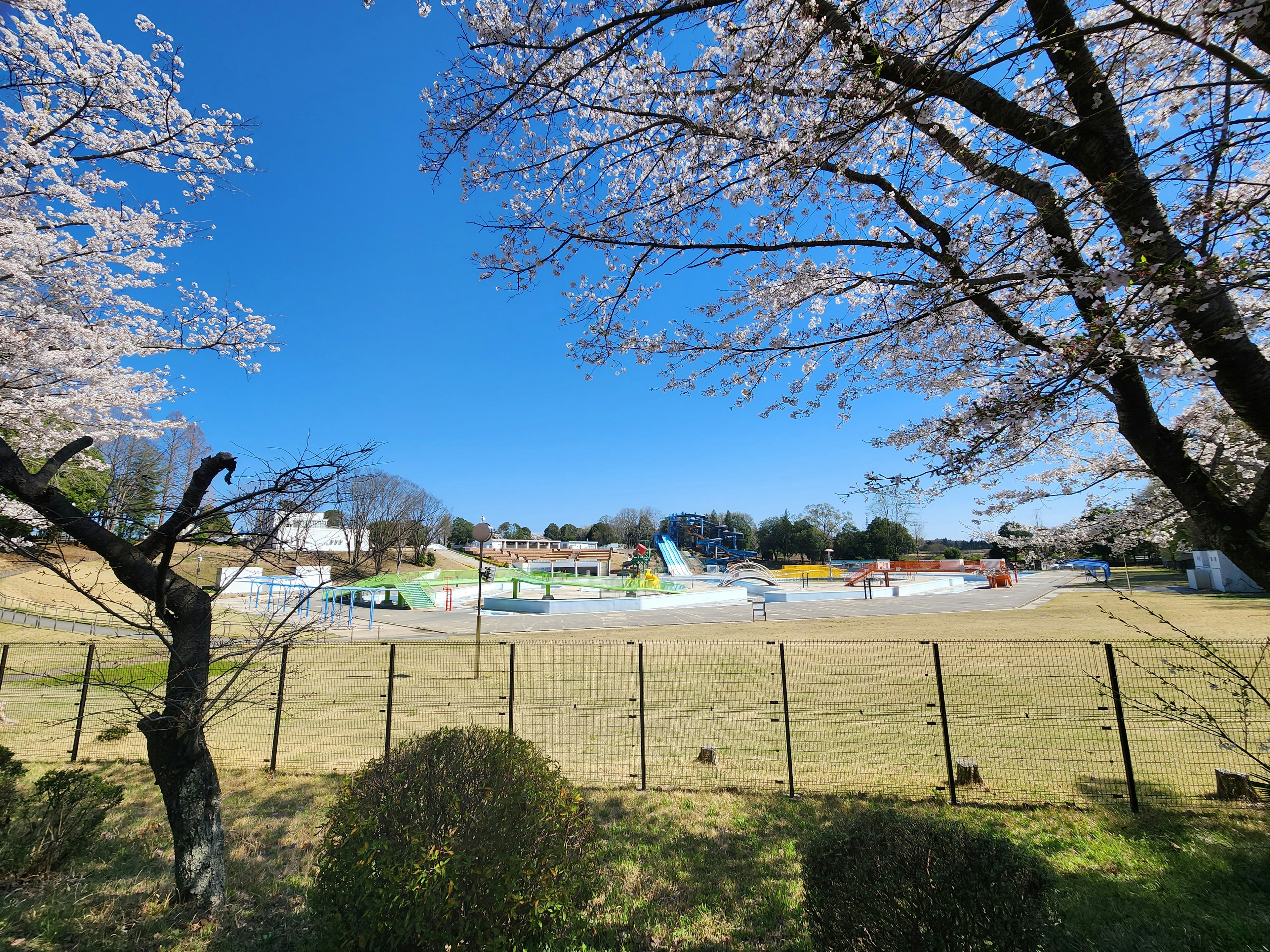 Scenic view of cherry blossom trees and grassy field under blue sky