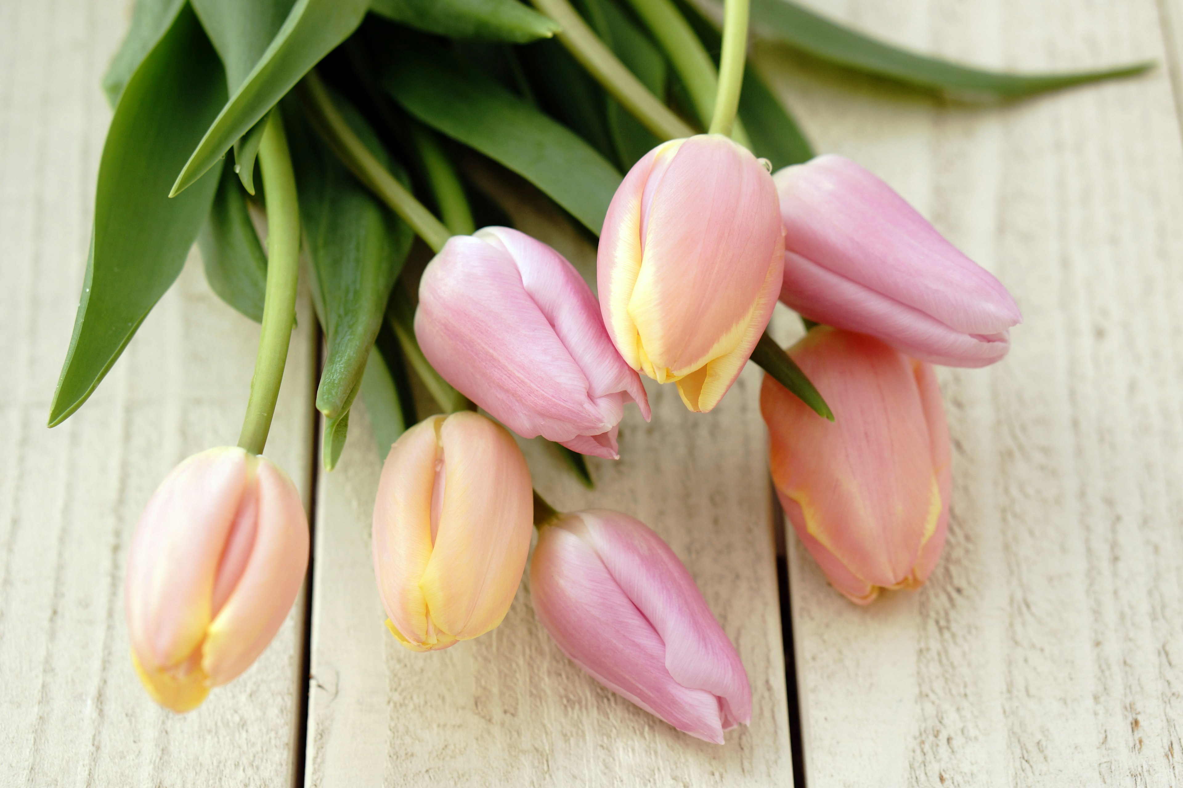 Một bó hoa tulip hồng và kem đặt trên bàn gỗ