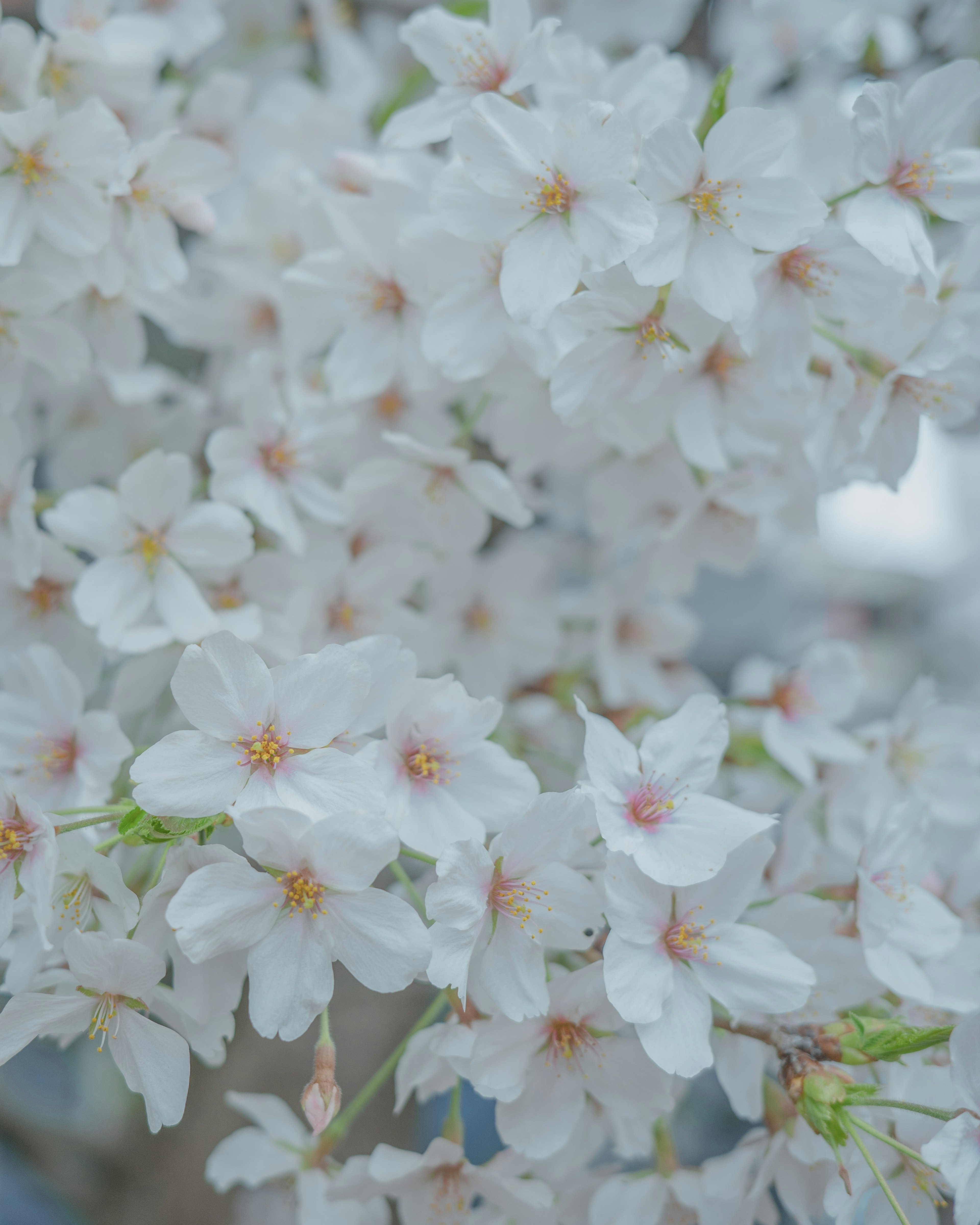 Blooming white cherry blossoms with delicate petals